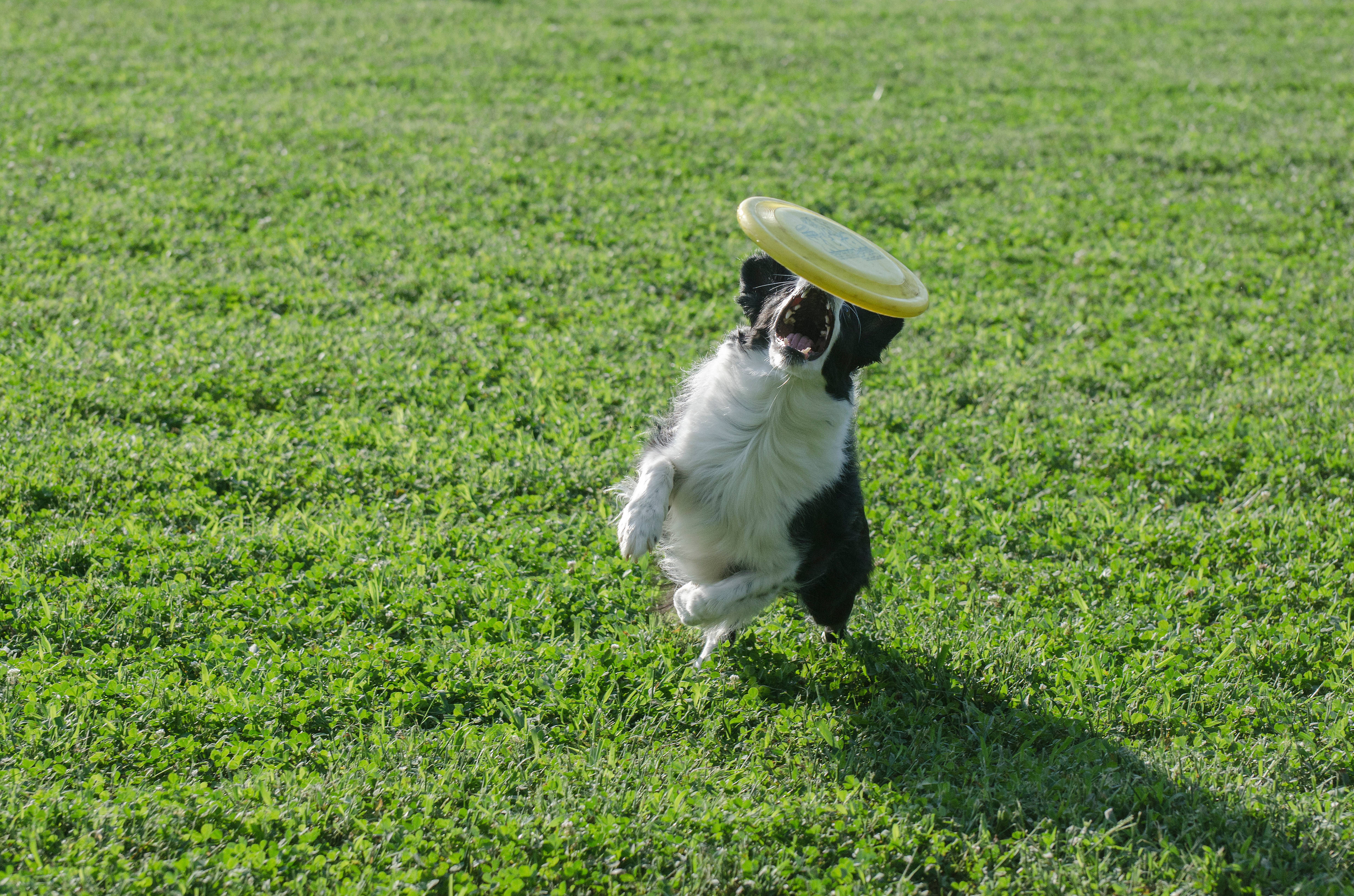 border collie, yellow frisbee, sunlit green lawn, 4K Desktop Wallpaper