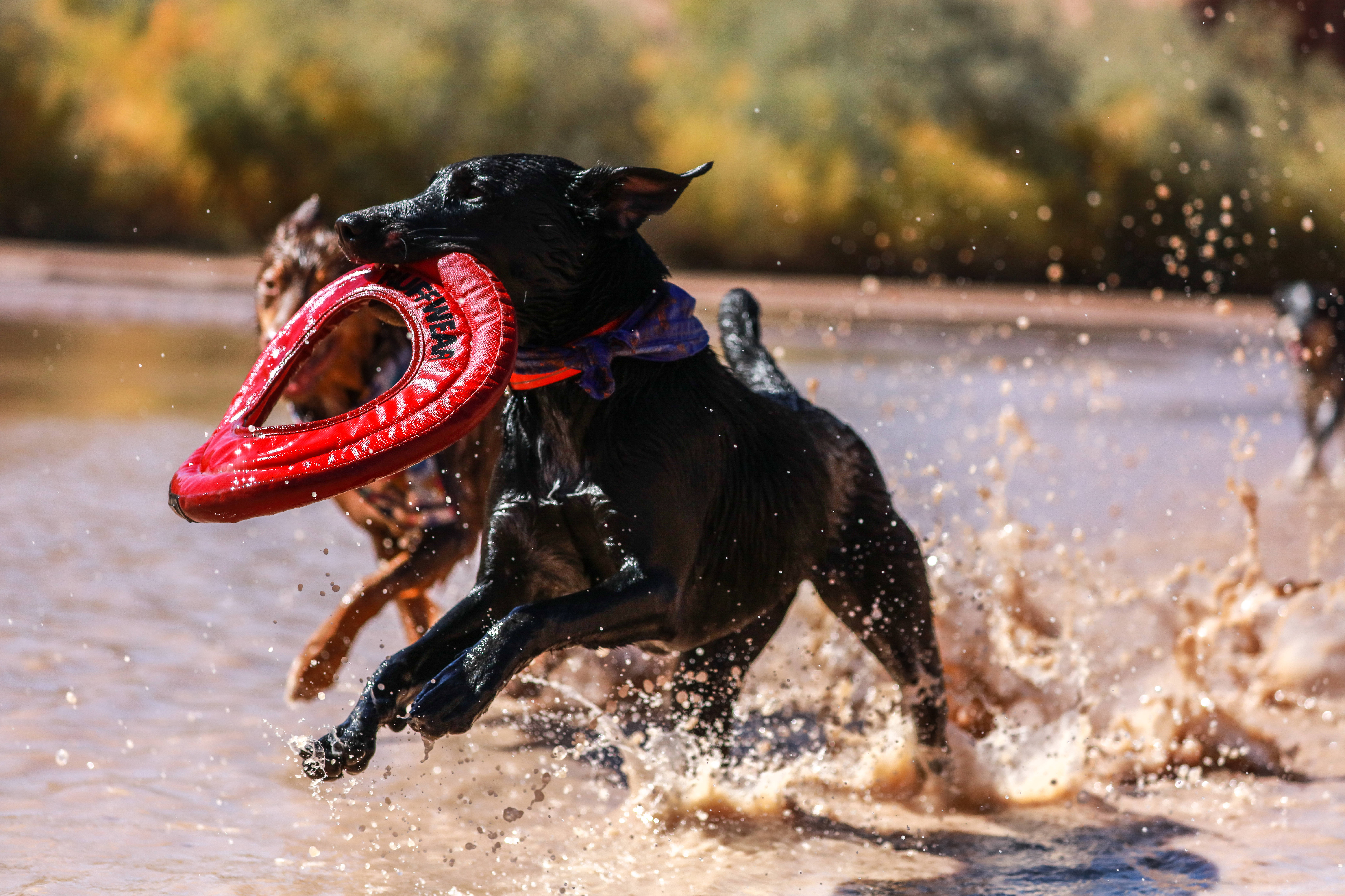 black dog, red frisbee, shallow water, 8K Desktop Wallpaper