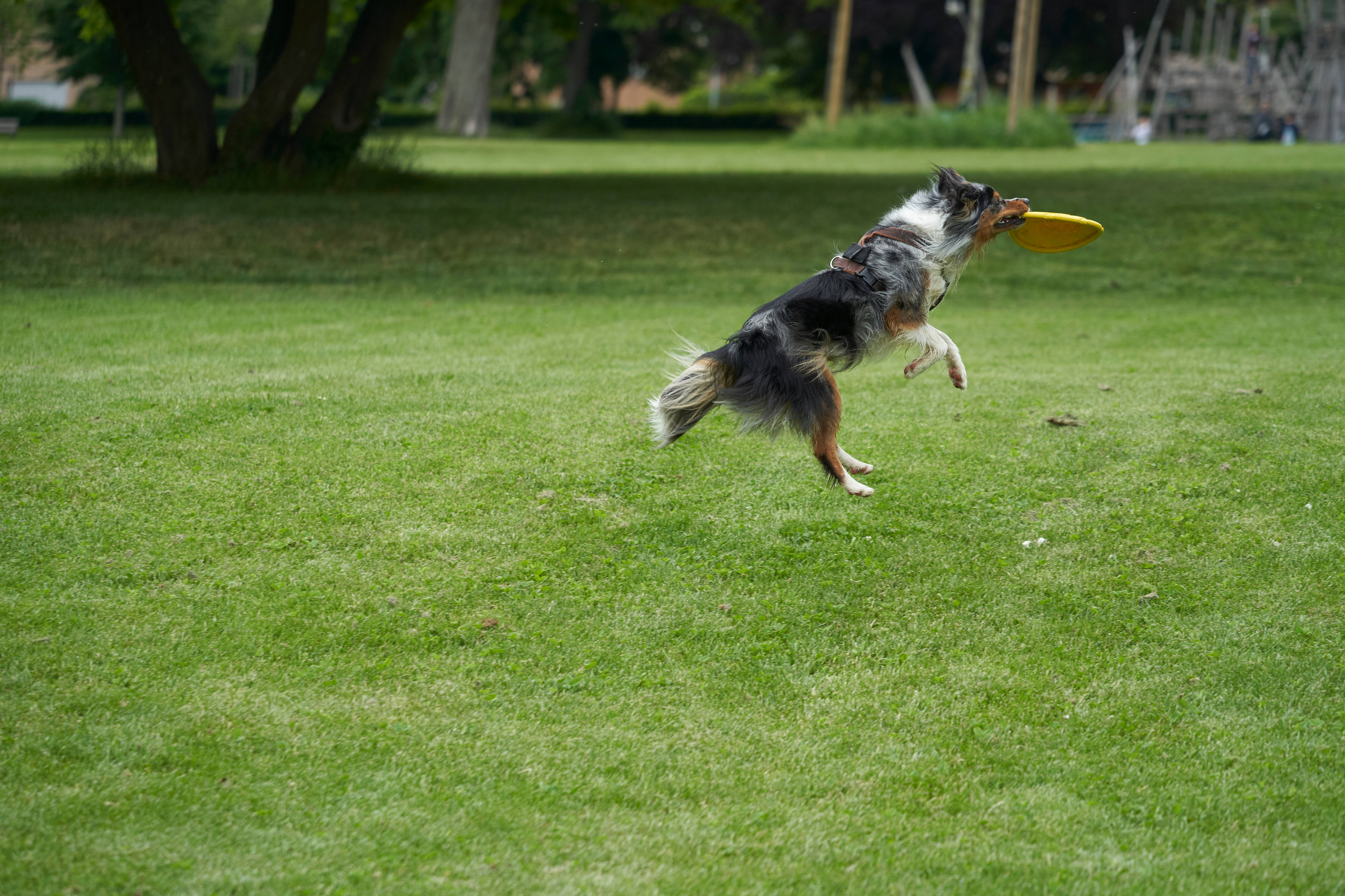 dog, backyard, yellow frisbee, 5K Desktop Wallpaper