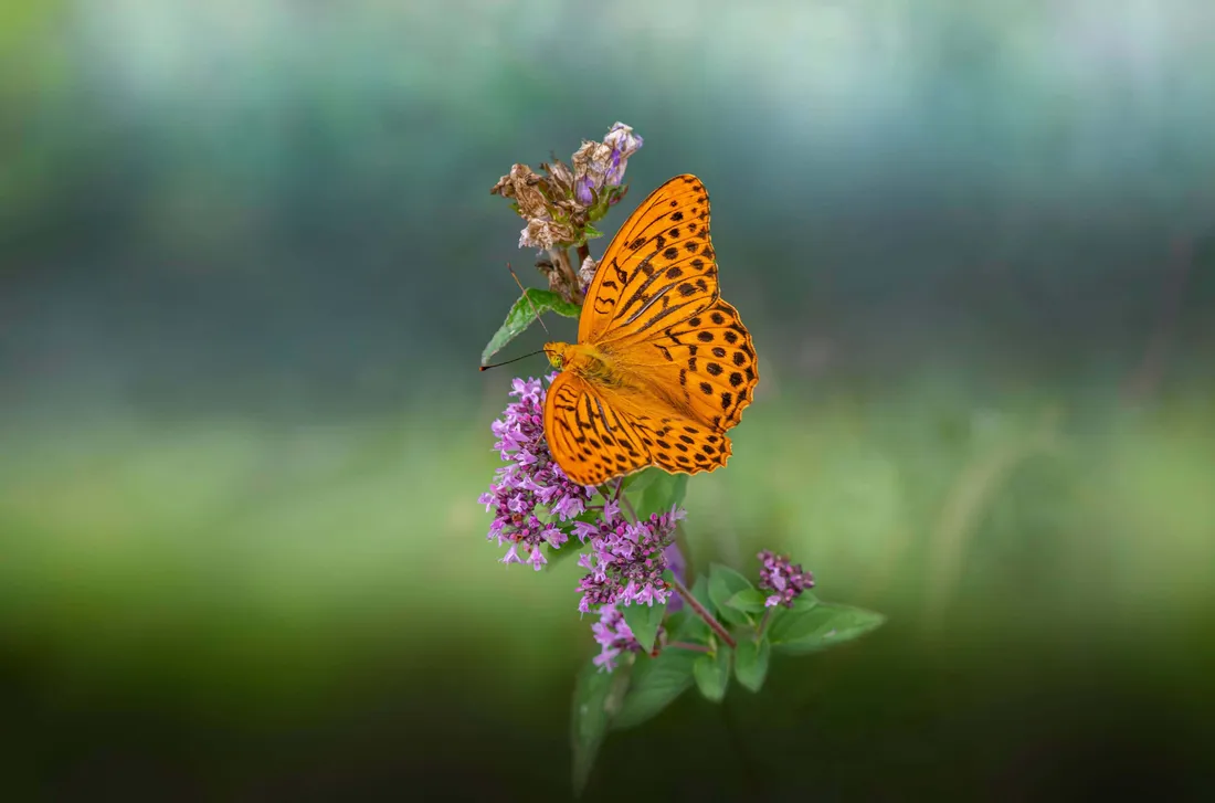 Fritillary Butterfly