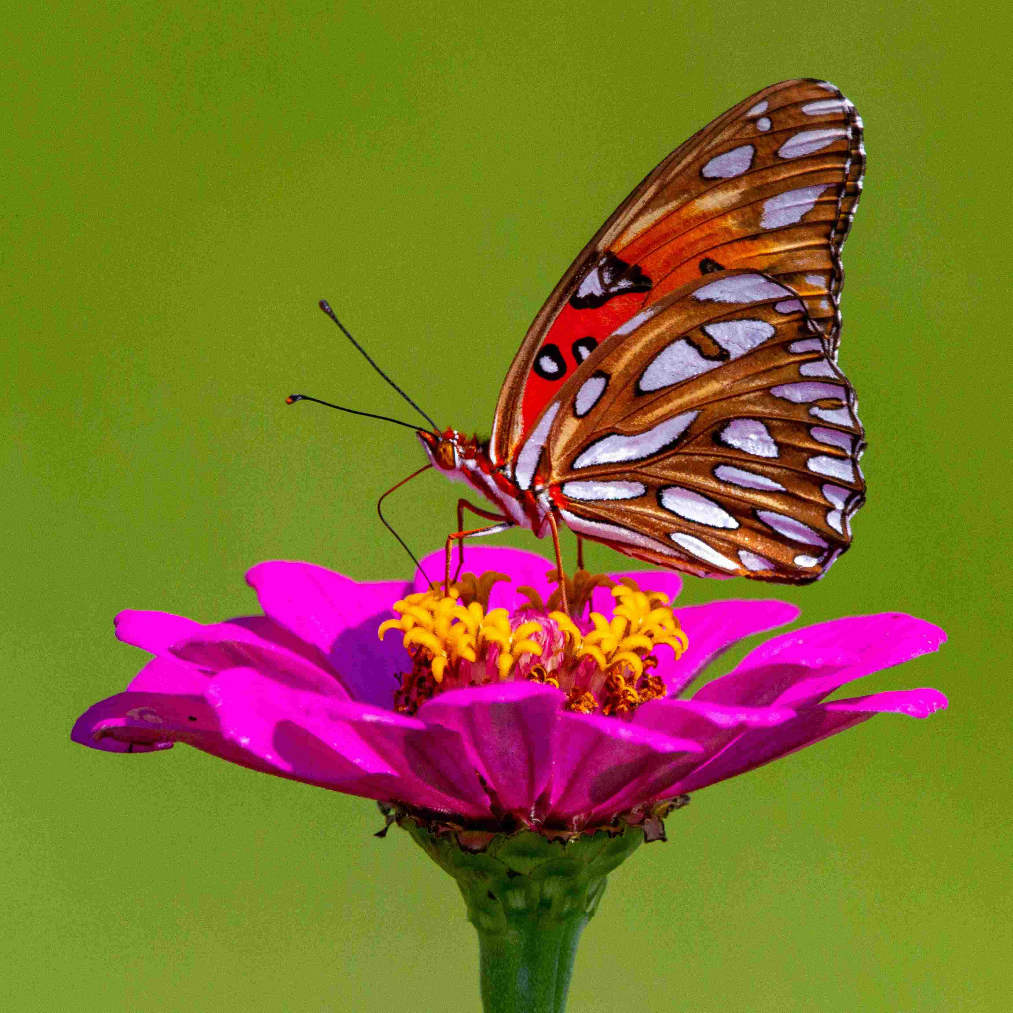 Fritillary Butterfly, pink zinnia flower, vibrant orange and white, 2K Desktop Wallpaper