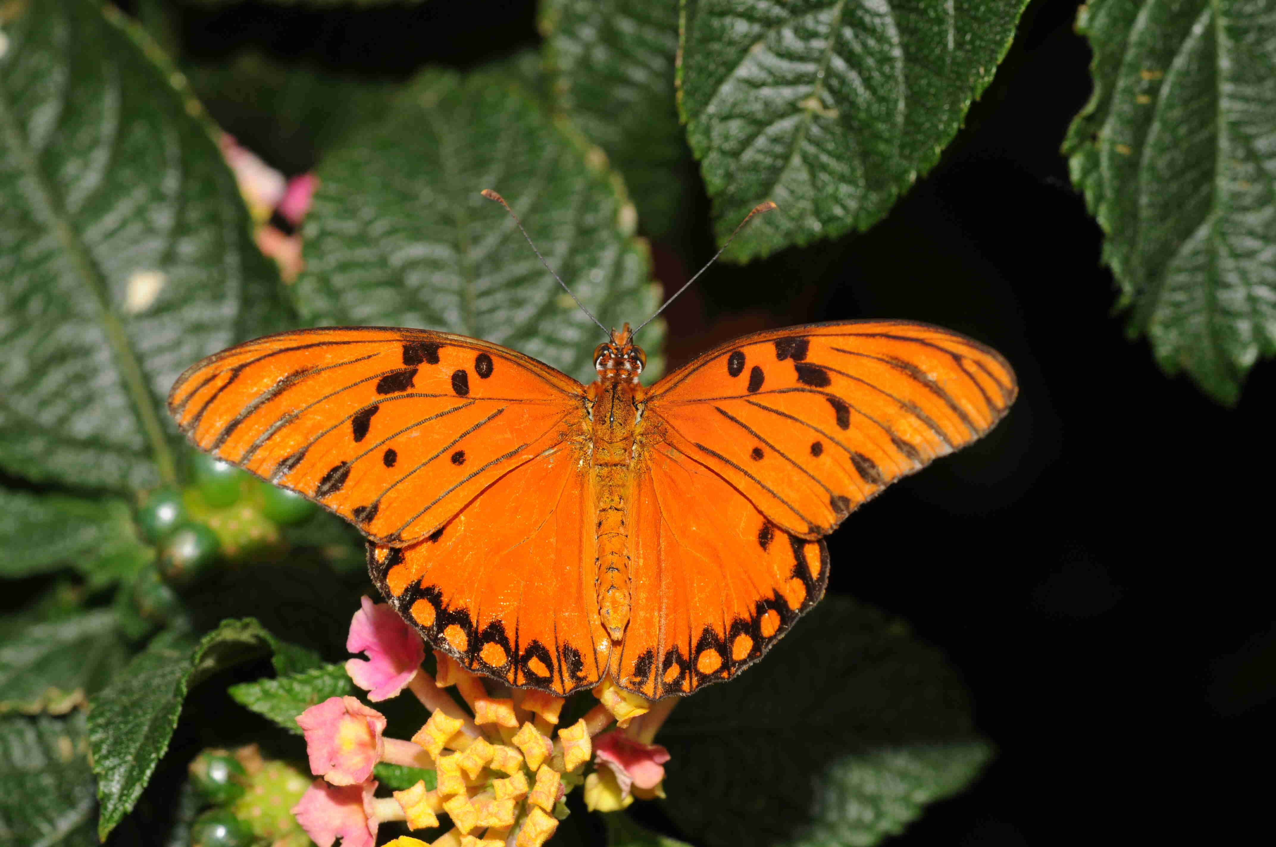 vibrant orange fritillary butterfly, black spots, pink and yellow flowers, 4K Desktop Wallpaper