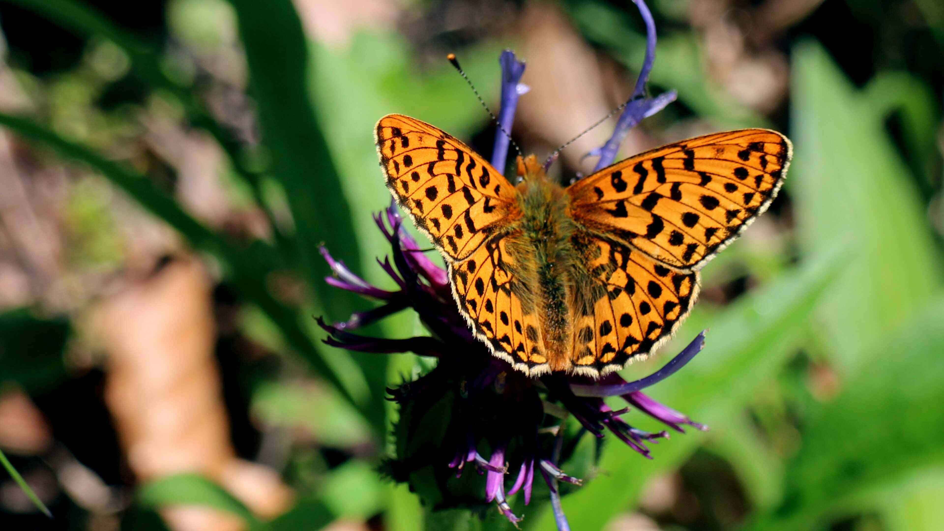 Fritillary Butterfly, purple flower, vibrant orange, 4K Desktop Wallpaper