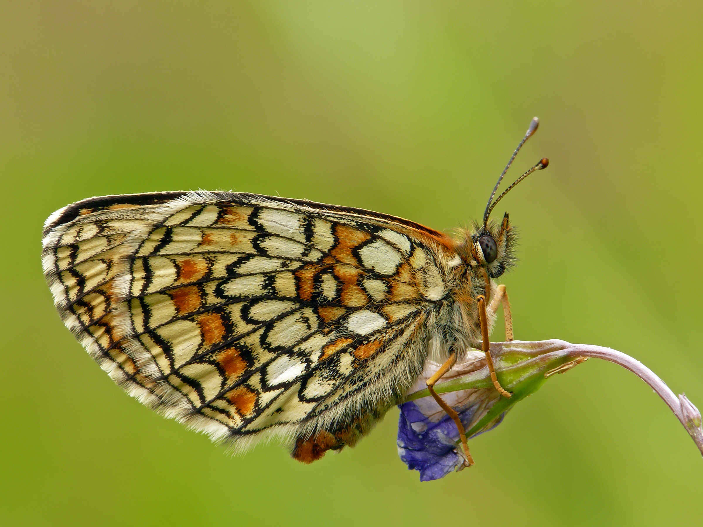 Fritillary Butterfly, orange white and black patterned wings, purple flower, Full HD Desktop Wallpaper