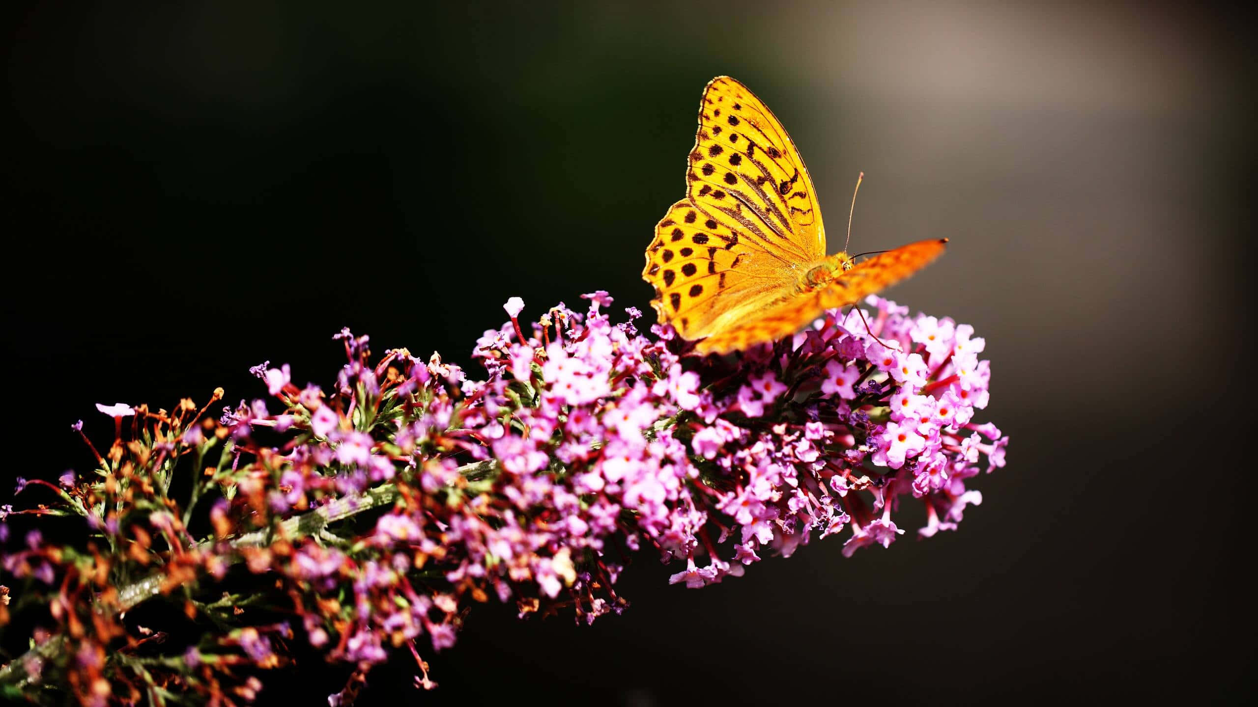 Fritillary Butterfly, purple flowers, vibrant orange butterfly, 2K Desktop Wallpaper