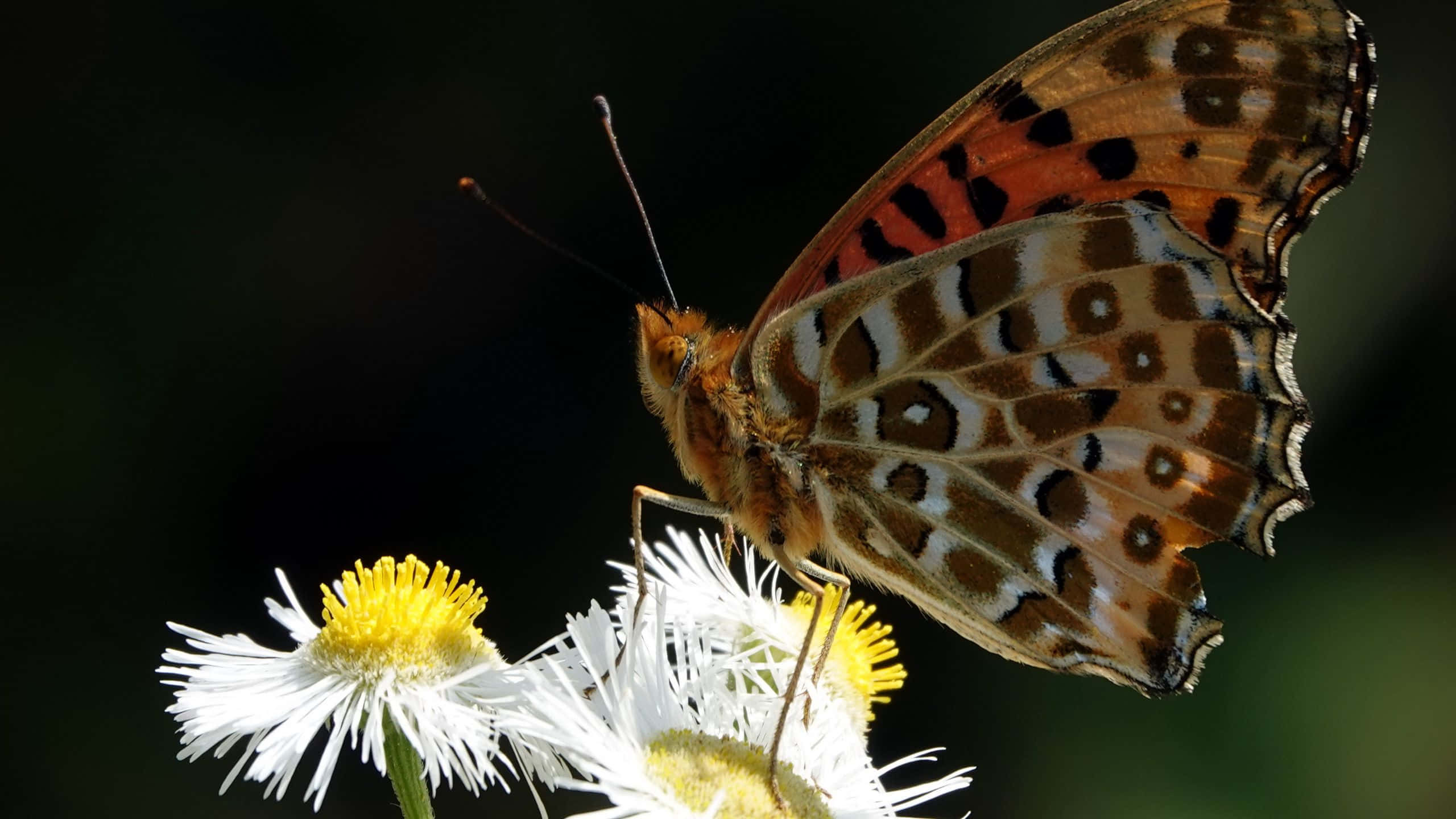 Fritillary Butterfly, white daisy, yellow center, 2K Desktop Wallpaper