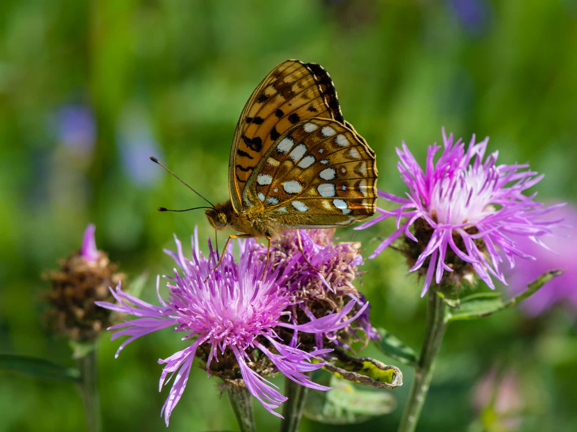 Fritillary Butterfly, purple flower, thistle flower, Full HD Desktop Wallpaper
