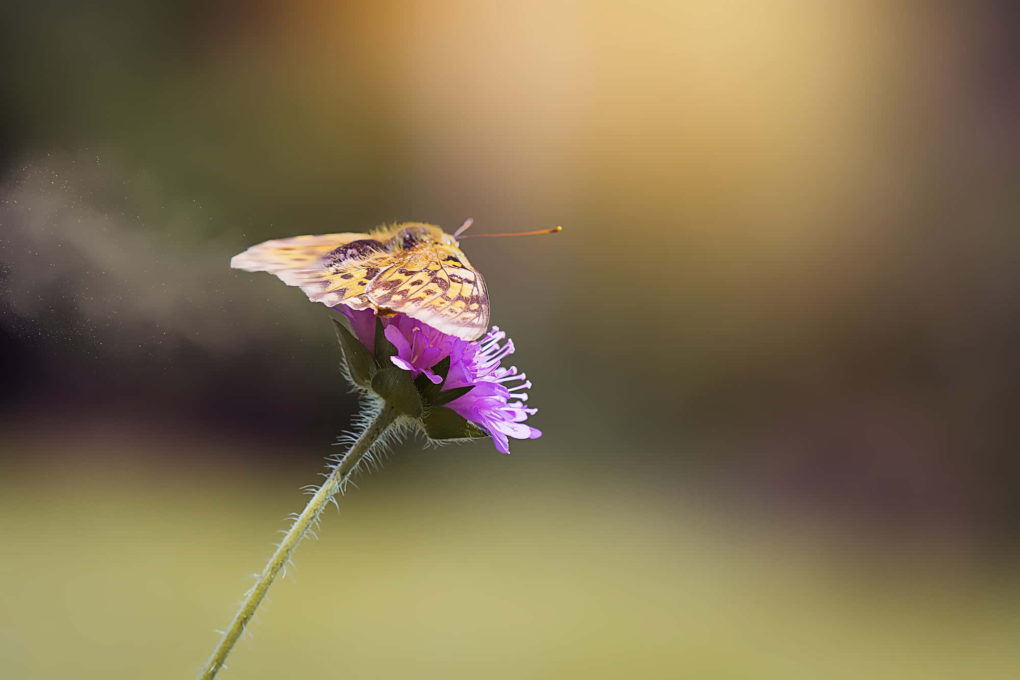 Fritillary Butterfly, purple flower, brown and orange butterfly, Full HD Desktop Wallpaper