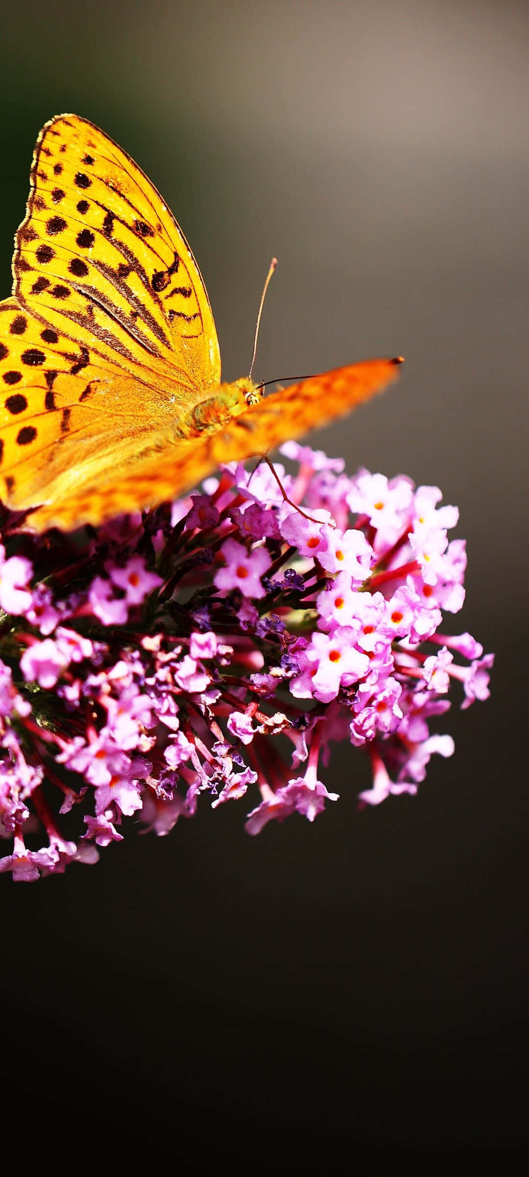Fritillary Butterfly, purple flowers, vibrant orange, Full HD Phone Wallpaper
