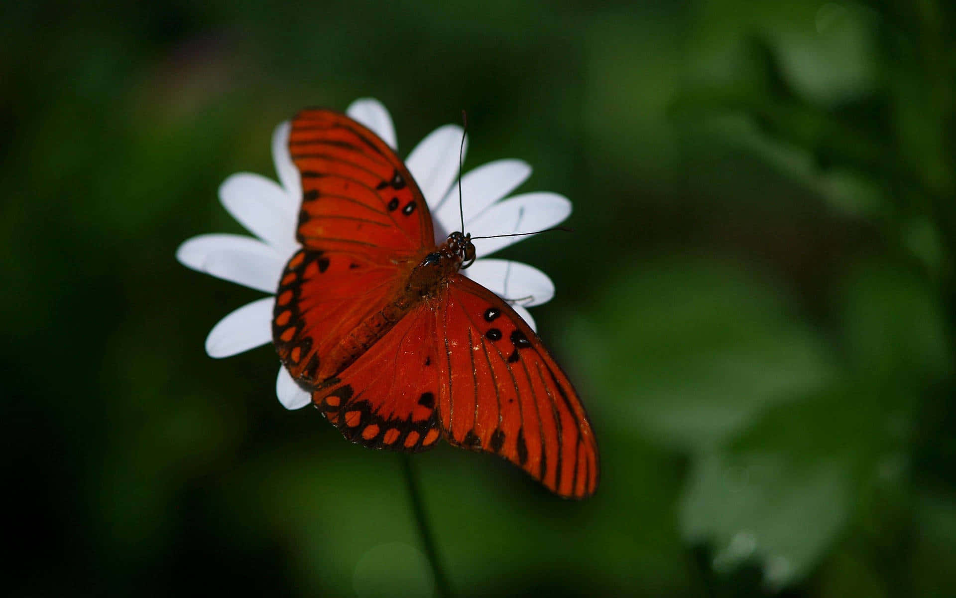 vibrant orange fritillary butterfly, white daisy, soft green foliage, Full HD Desktop Wallpaper