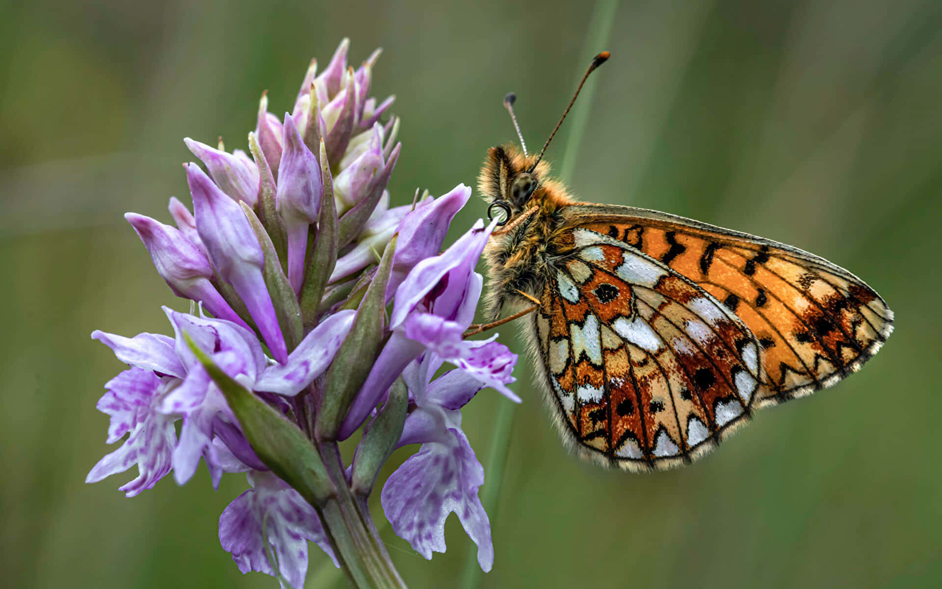 Fritillary Butterfly, purple orchid, orange brown and white patterned wings, Full HD Desktop Wallpaper