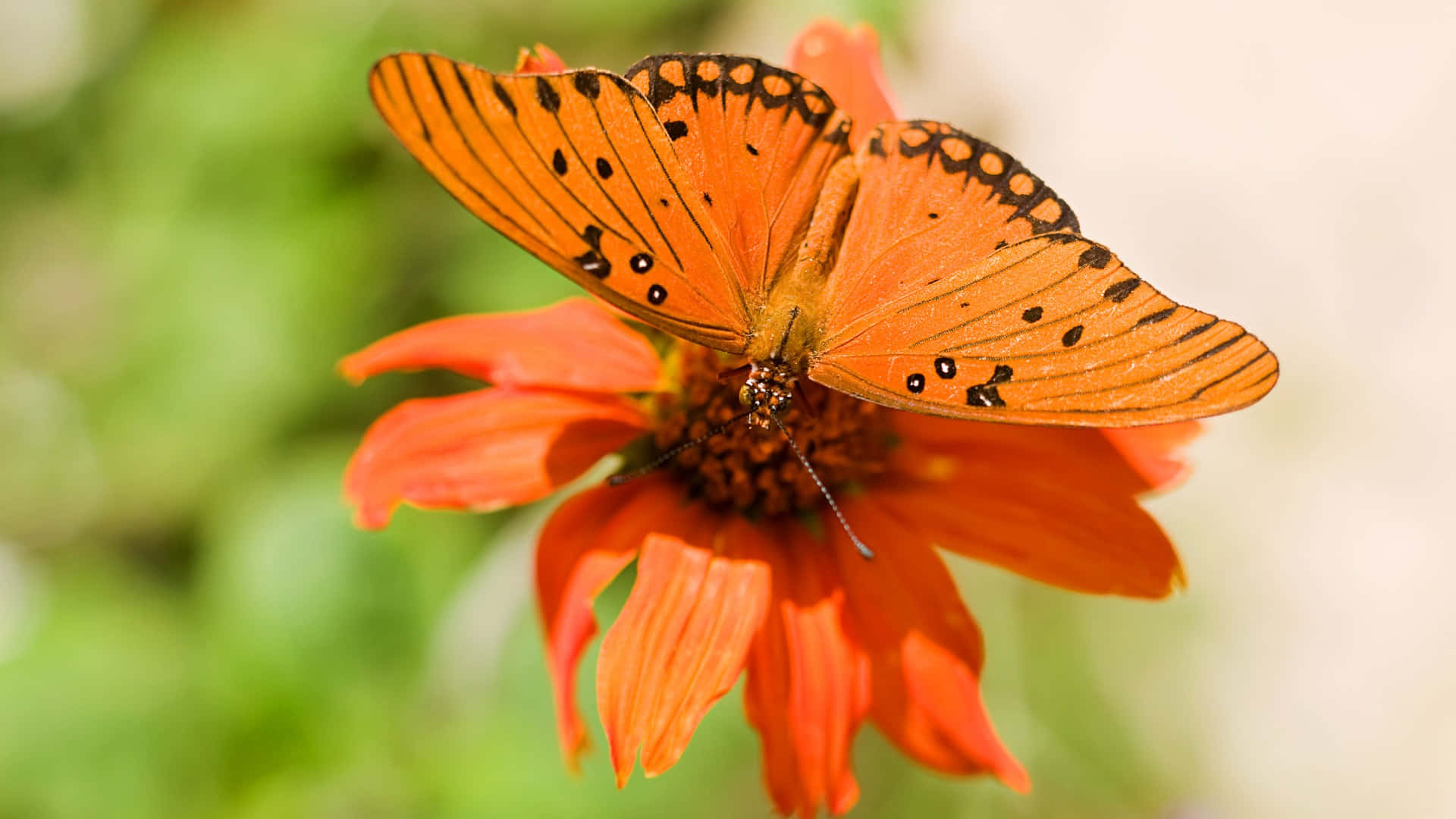 Fritillary Butterfly, orange flower, zinnia flower, Full HD Desktop Wallpaper