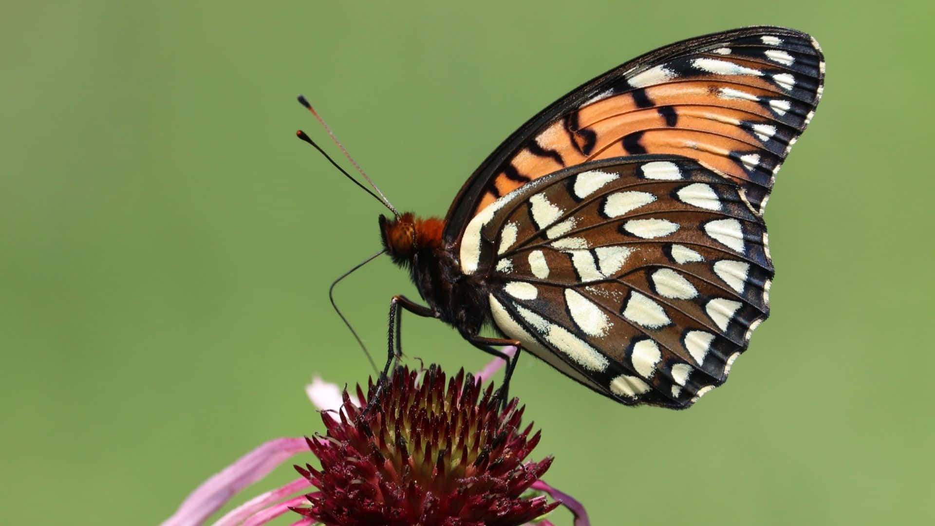 Fritillary Butterfly, purple coneflower, black orange and white, Full HD Desktop Wallpaper