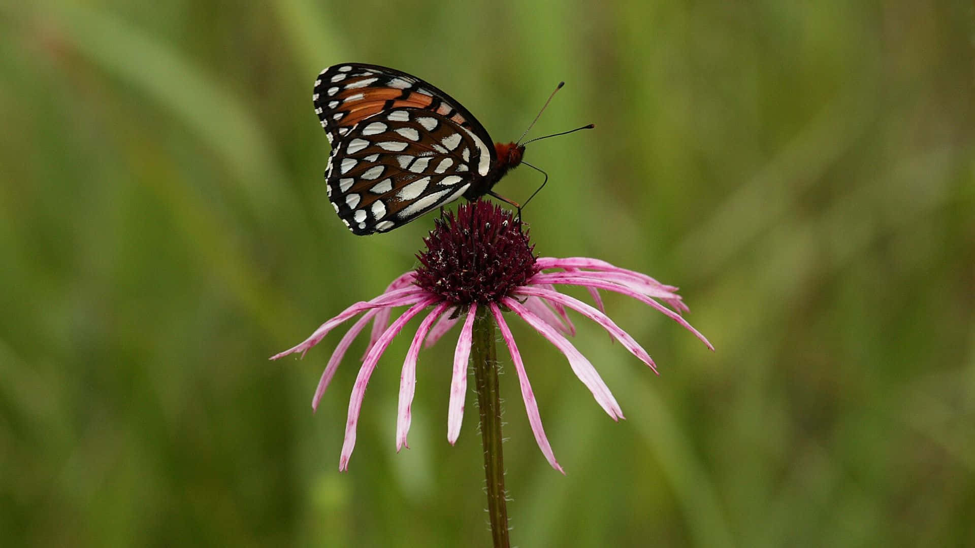 Fritillary Butterfly, pink coneflower, black orange and white butterfly, Full HD Desktop Wallpaper