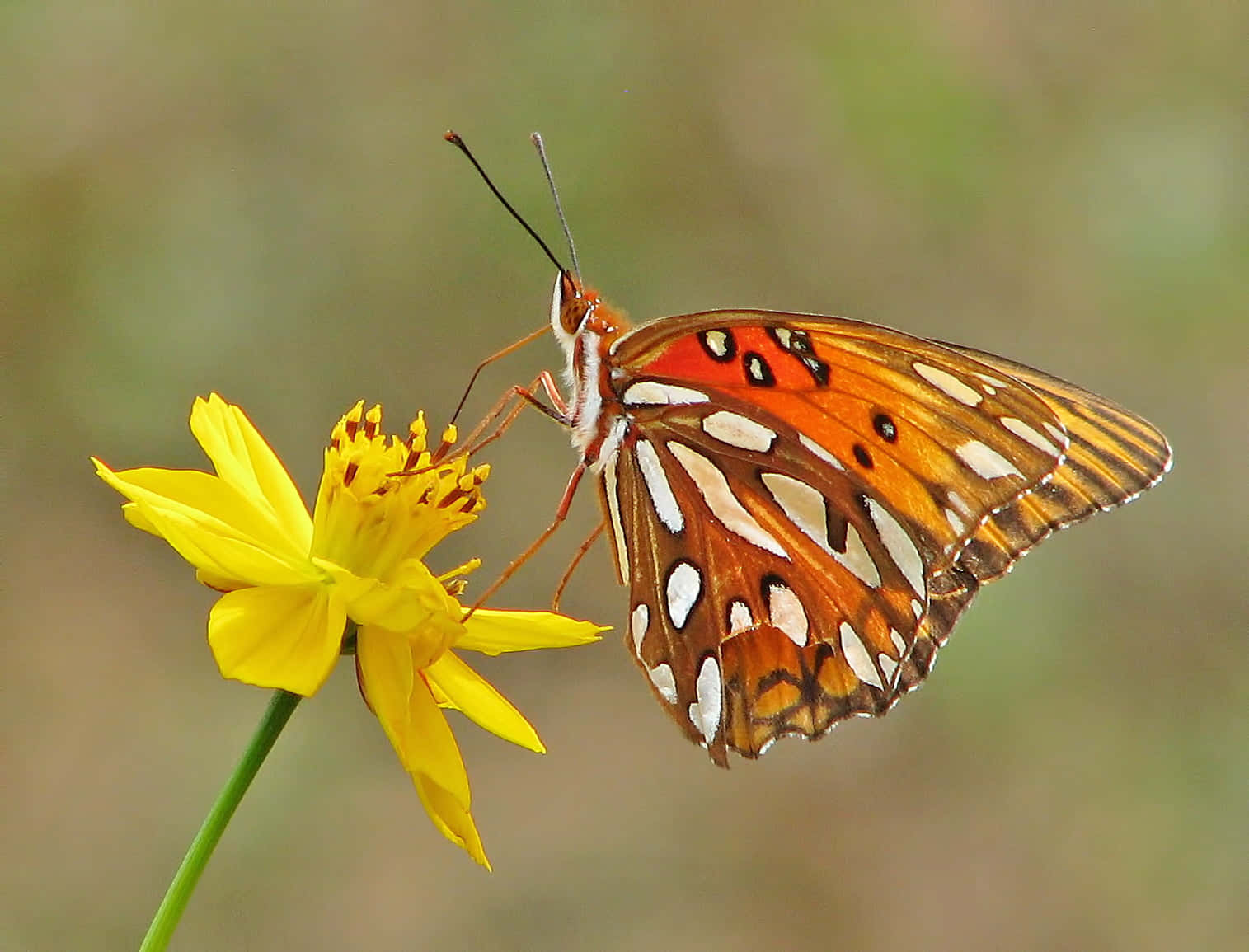 Fritillary Butterfly, yellow flower, vibrant orange butterfly, HD Desktop Wallpaper