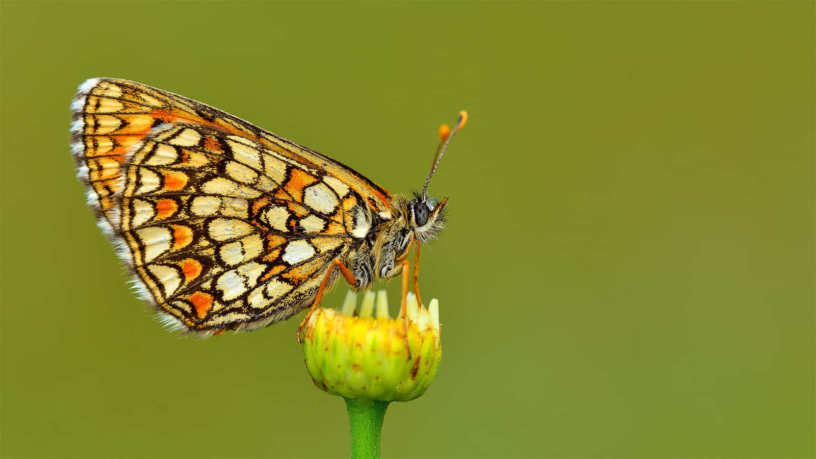 Fritillary Butterfly, flower bud, orange white and black patterned, HD Desktop Wallpaper