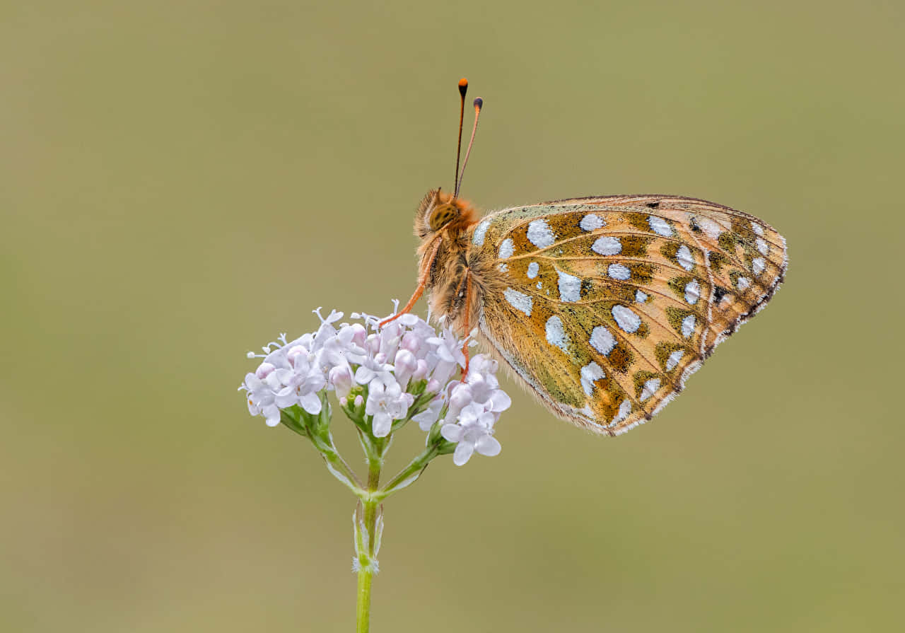 Fritillary Butterfly, white spots, tiny white flowers, HD Desktop Wallpaper
