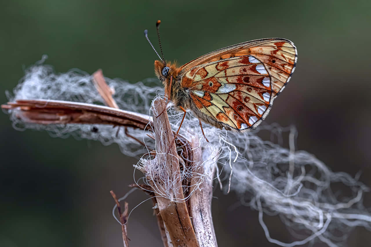 fritillary butterfly, orange brown and white patterned wings, dried plant stem, HD Desktop Wallpaper