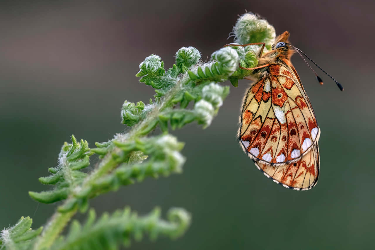 Fritillary Butterfly, fern, orange, HD Desktop Wallpaper