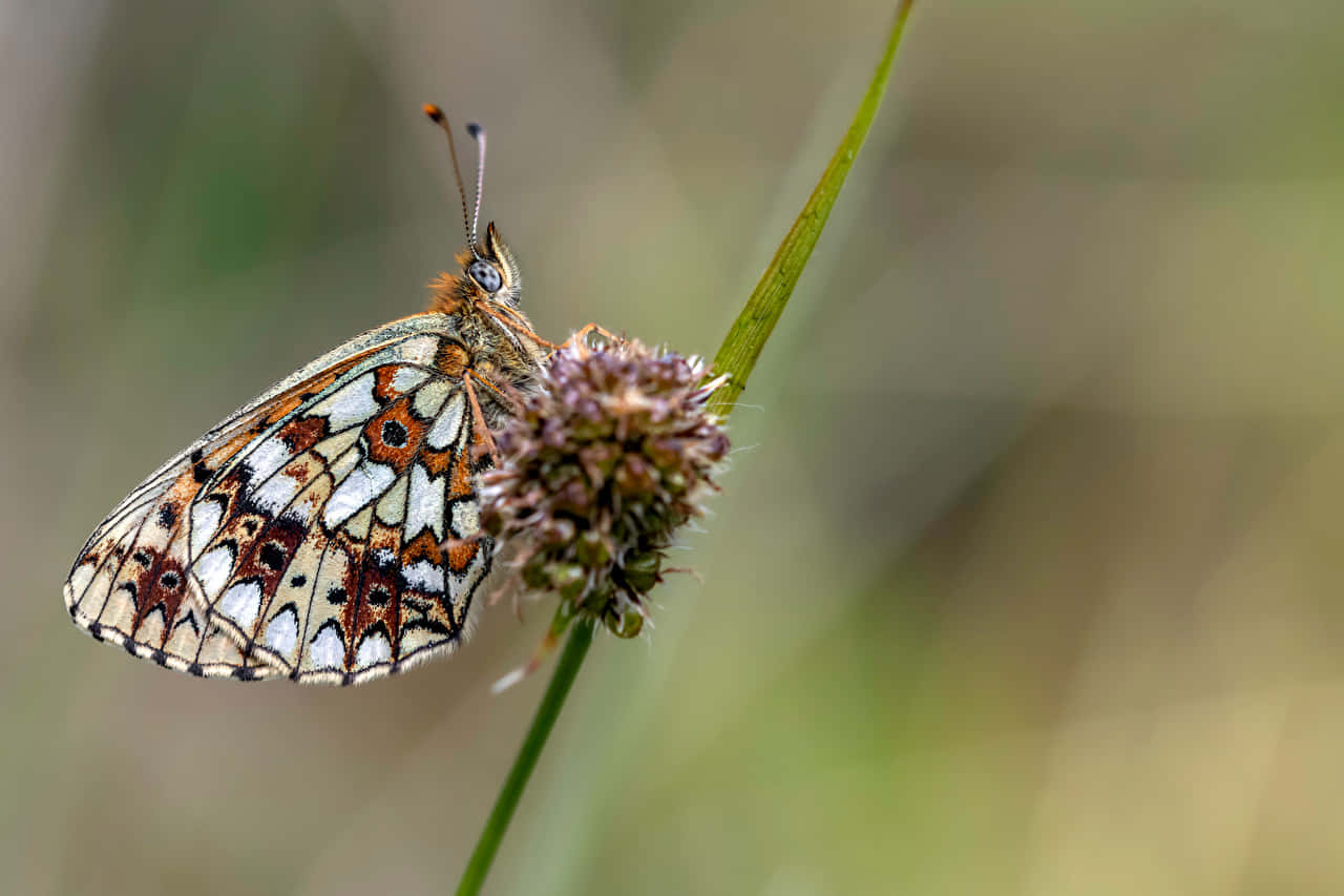 fritillary butterfly, white orange and black patterned wings, spiky purple flower head, HD Desktop Wallpaper
