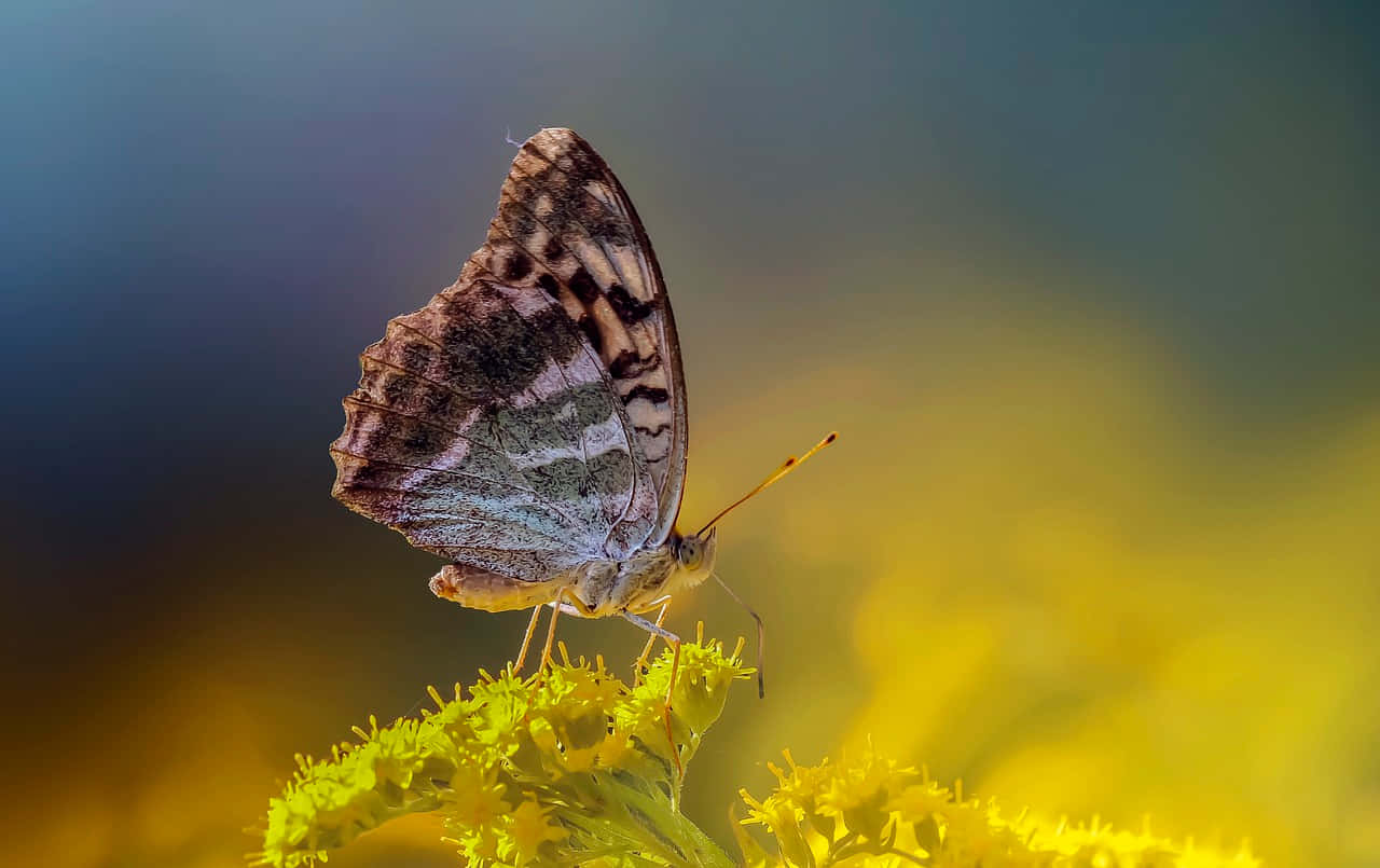 Fritillary Butterfly, yellow flower, brown and white butterfly, HD Desktop Wallpaper