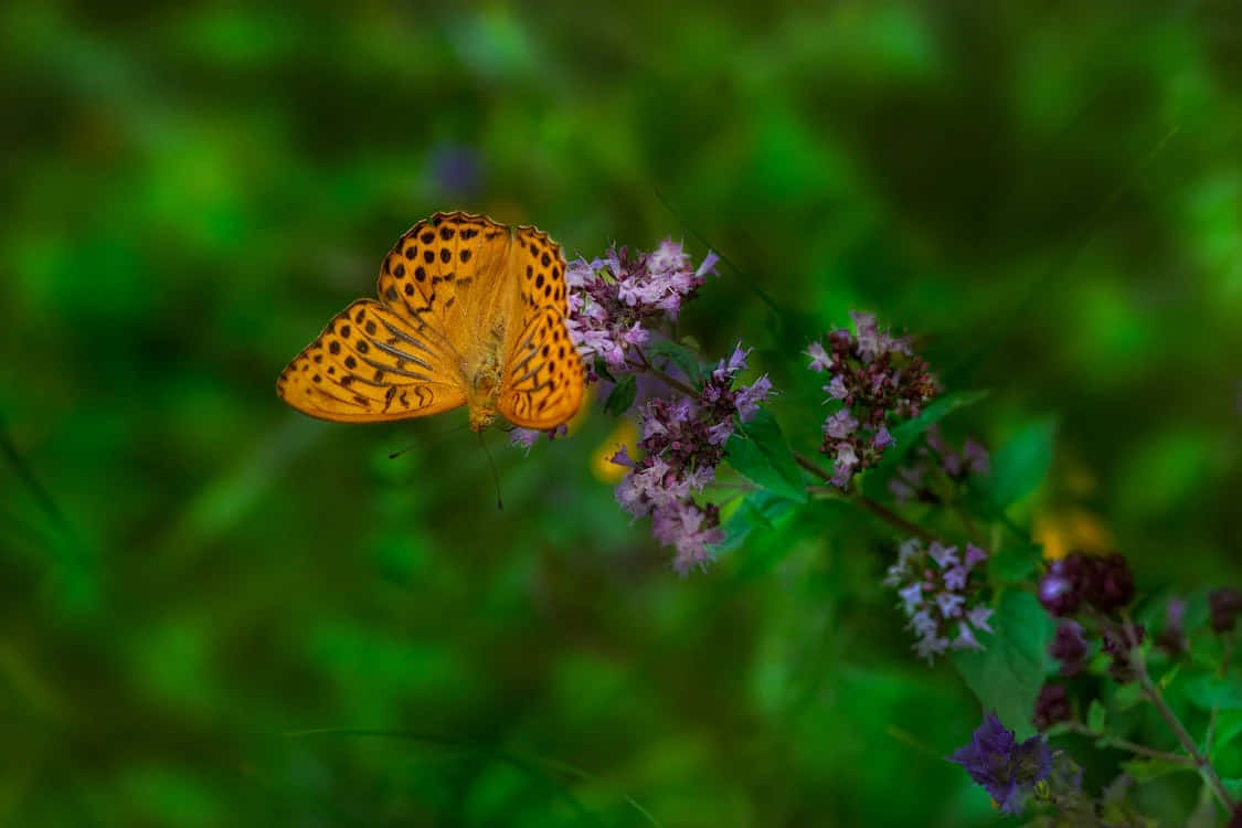 Fritillary Butterfly, purple flowers, orange butterfly, SD Desktop Wallpaper