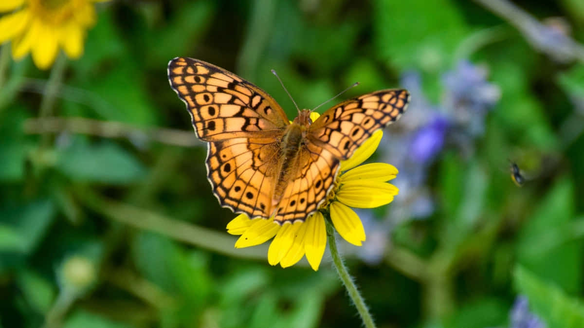 Fritillary Butterfly, yellow flower, orange butterfly, SD Desktop Wallpaper