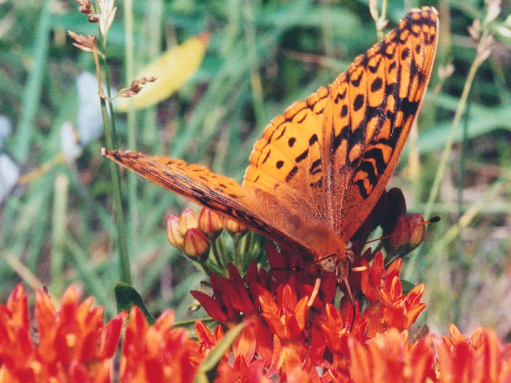 Fritillary Butterfly, orange butterfly, black spots, SD Desktop Wallpaper