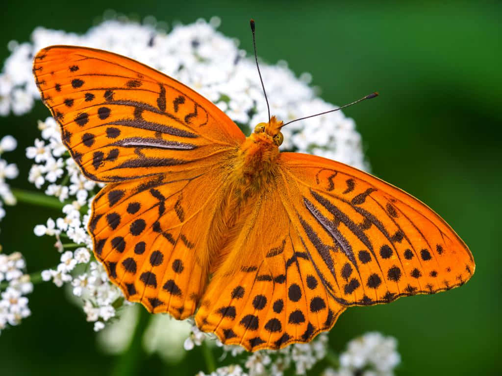 vibrant fritillary butterfly, white flowers, orange butterfly, SD Desktop Wallpaper