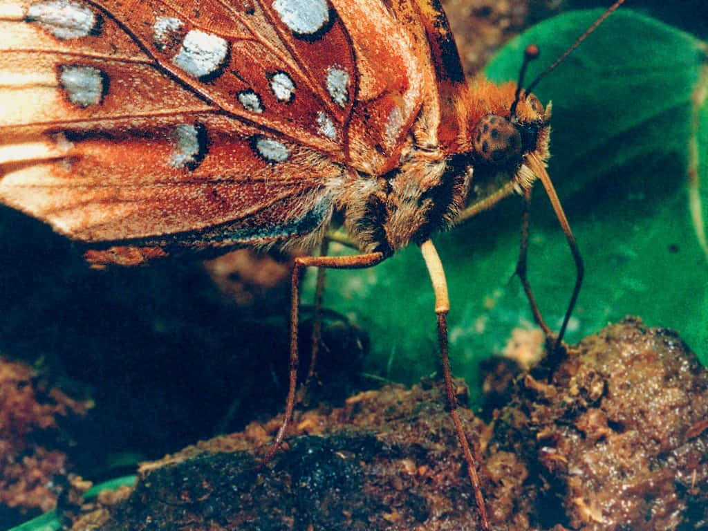 fritillary butterfly, orange butterfly, white spots, SD Desktop Wallpaper