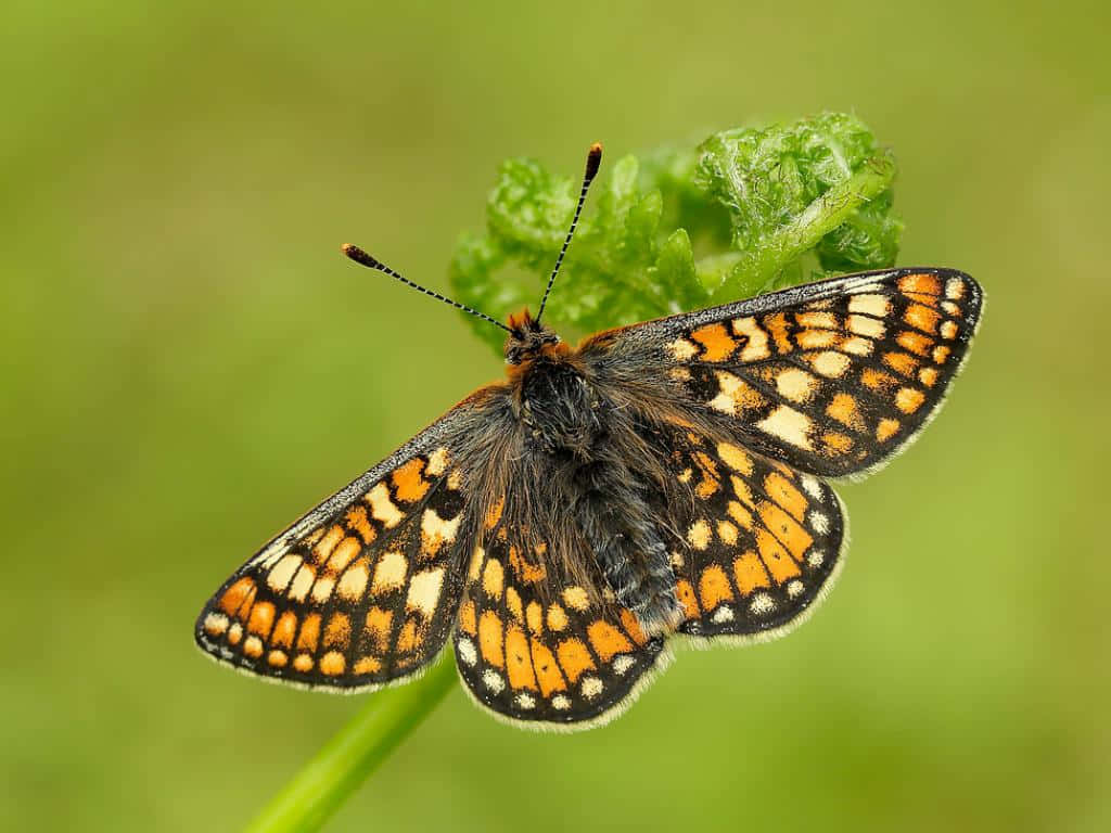 Fritillary Butterfly, orange, black, SD Desktop Wallpaper
