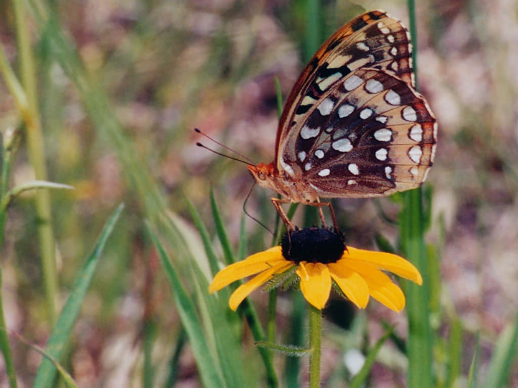 Fritillary Butterfly, yellow flower, black-eyed susan, SD Desktop Wallpaper