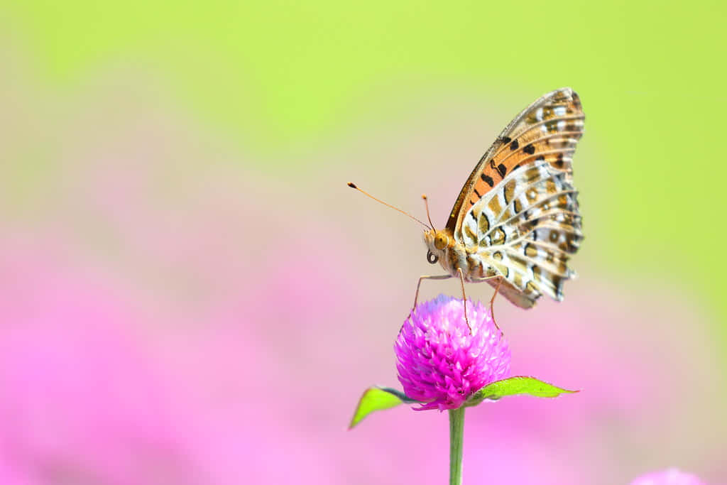 Fritillary Butterfly, pink flower, vibrant purple globe amaranth flower, SD Desktop Wallpaper