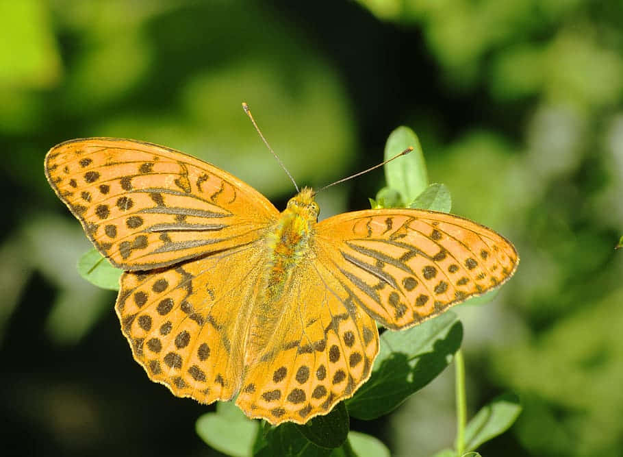 vibrant fritillary butterfly, orange butterfly, black spots, SD Desktop Wallpaper