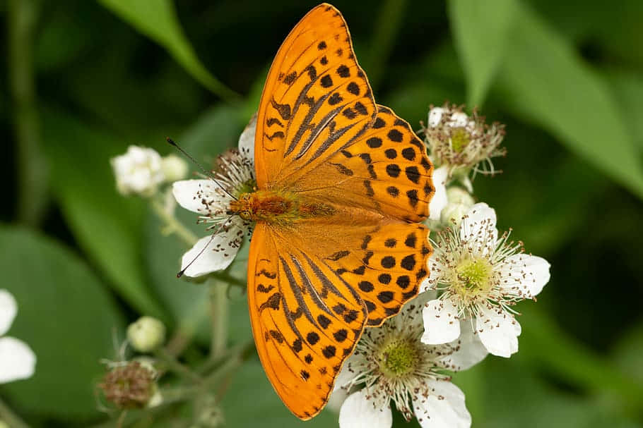 vibrant fritillary butterfly, orange butterfly, black spots, SD Desktop Wallpaper