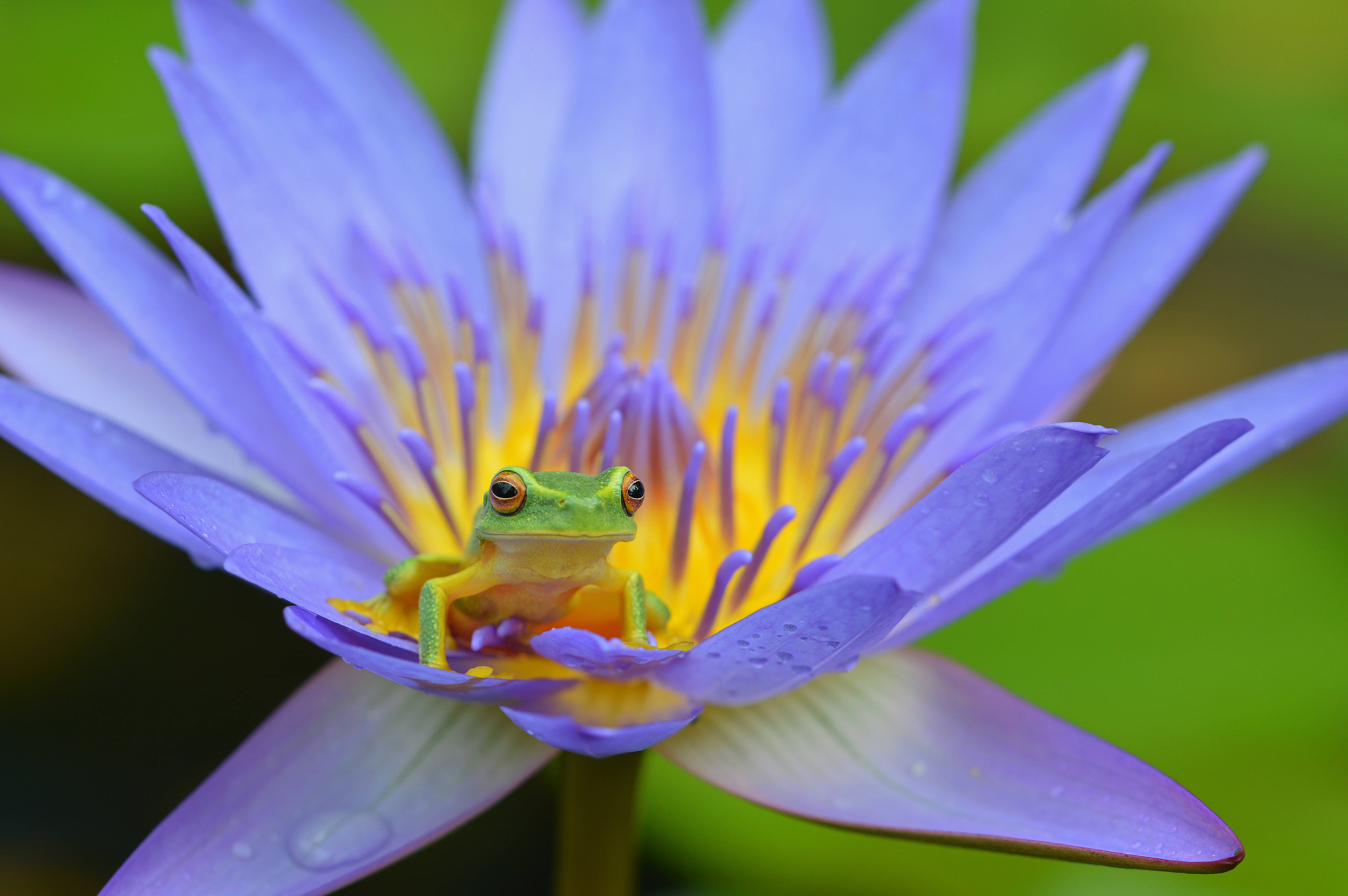 green tree frog, blue water lily, vibrant purple petals, 5K Desktop Wallpaper