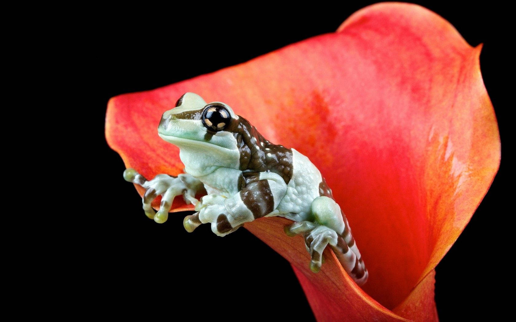frog, red petal, calla lily, HD Desktop Wallpaper
