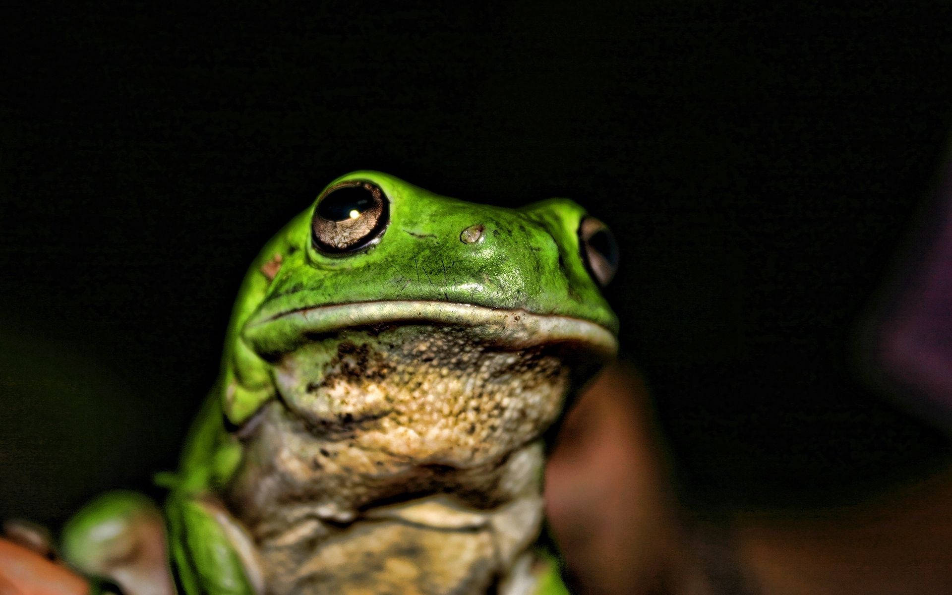 green frog, tree frog, large eyes, Full HD Desktop Wallpaper