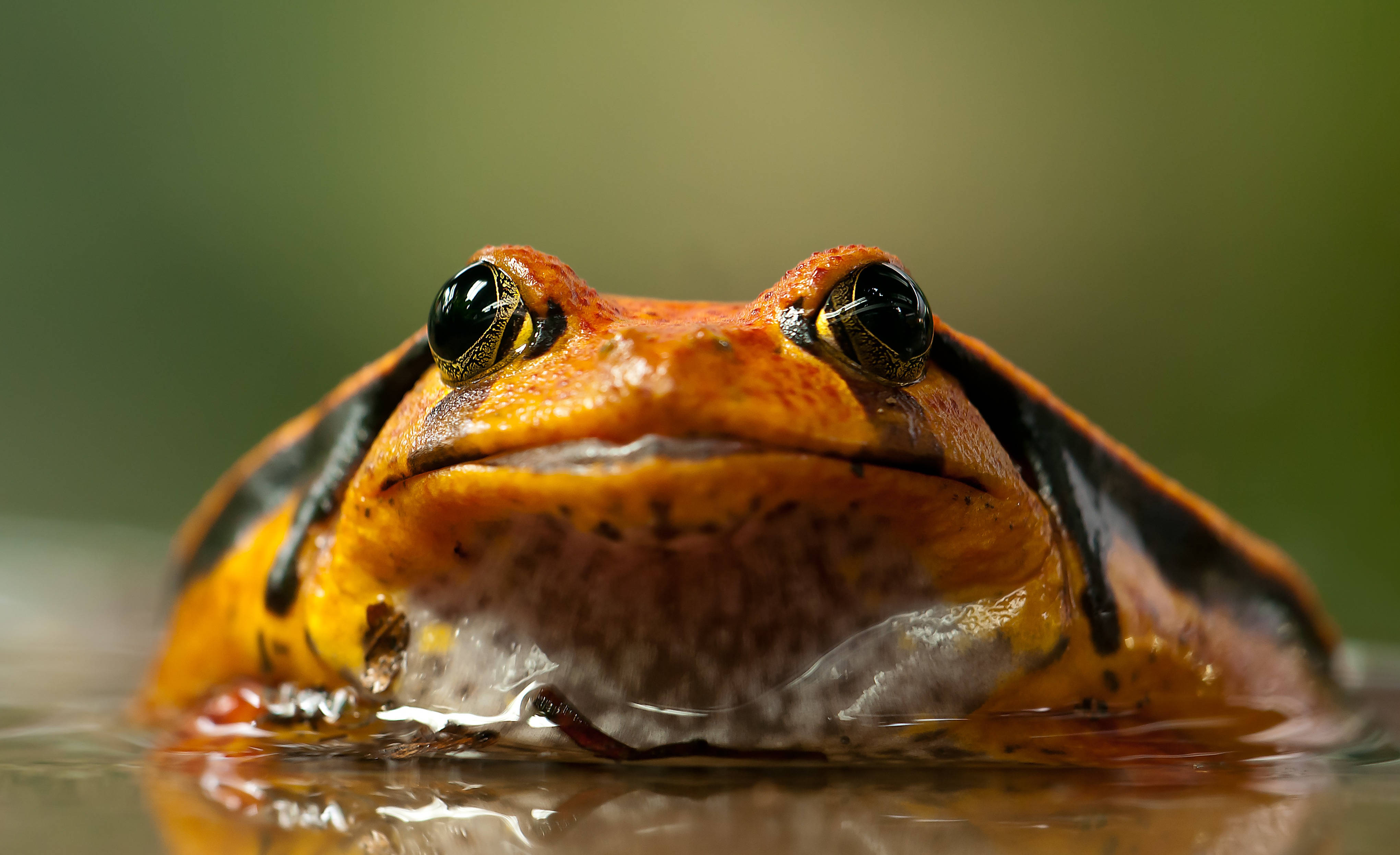 orange frog, black markings, glossy eyes, 4K Desktop Wallpaper