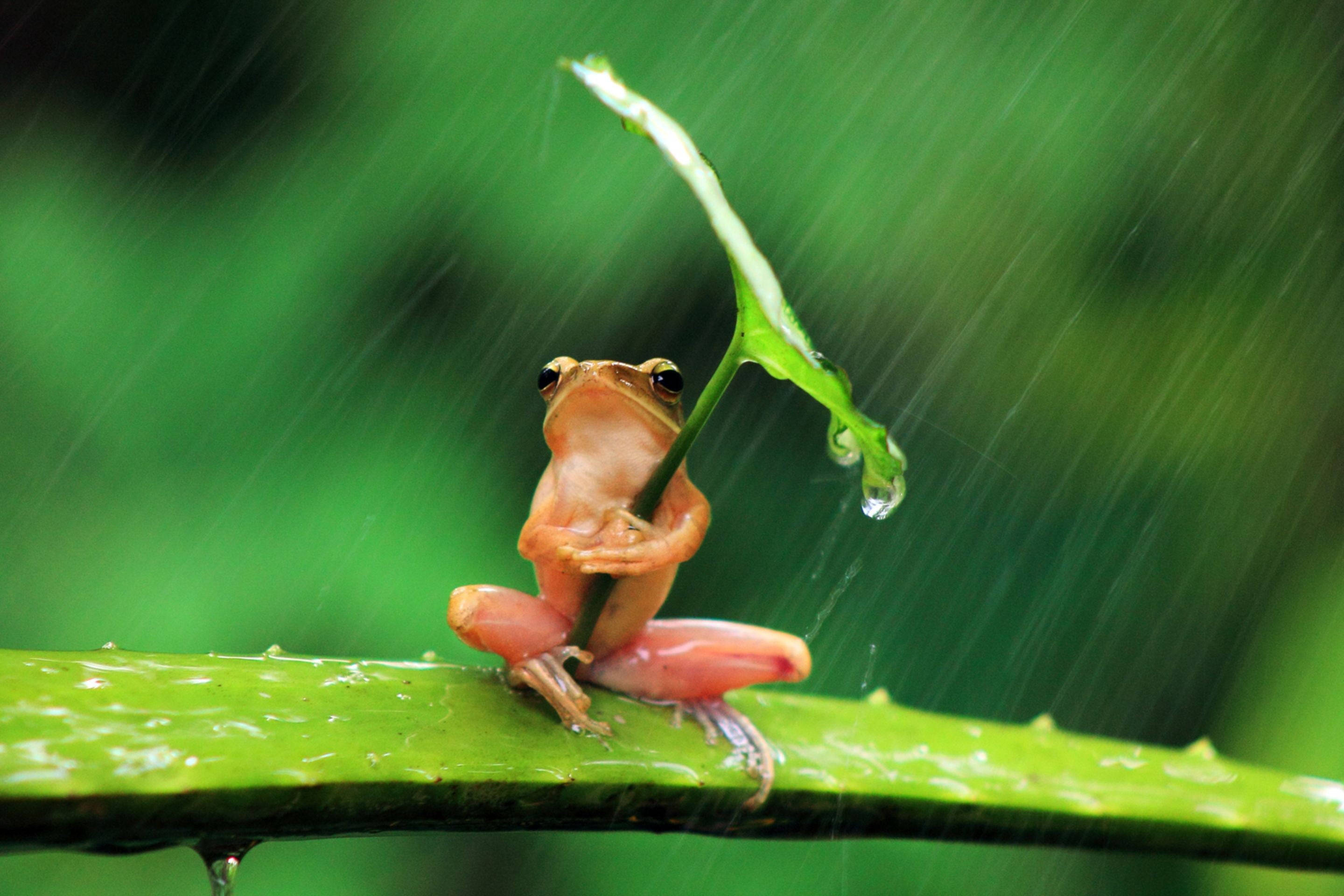orange frog, green leaf, raindrops, 2K Desktop Wallpaper