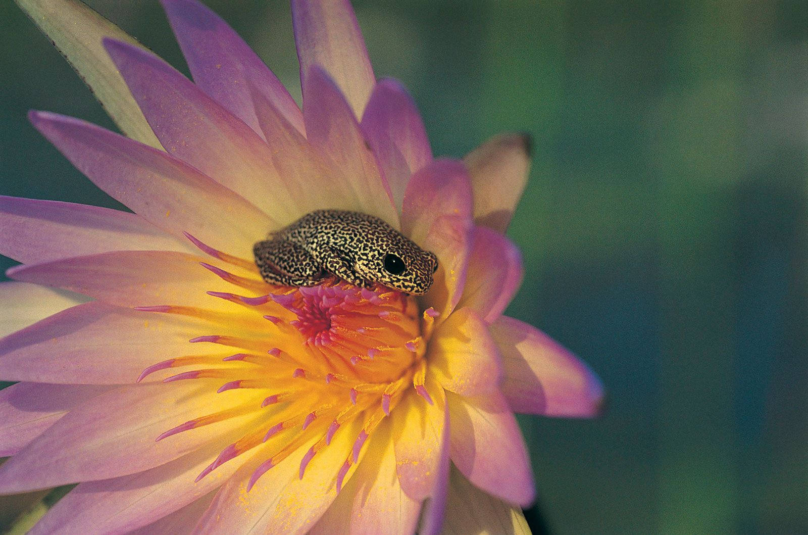 tiny spotted frog, vibrant pink and yellow petals, blooming water lily, HD Desktop Wallpaper
