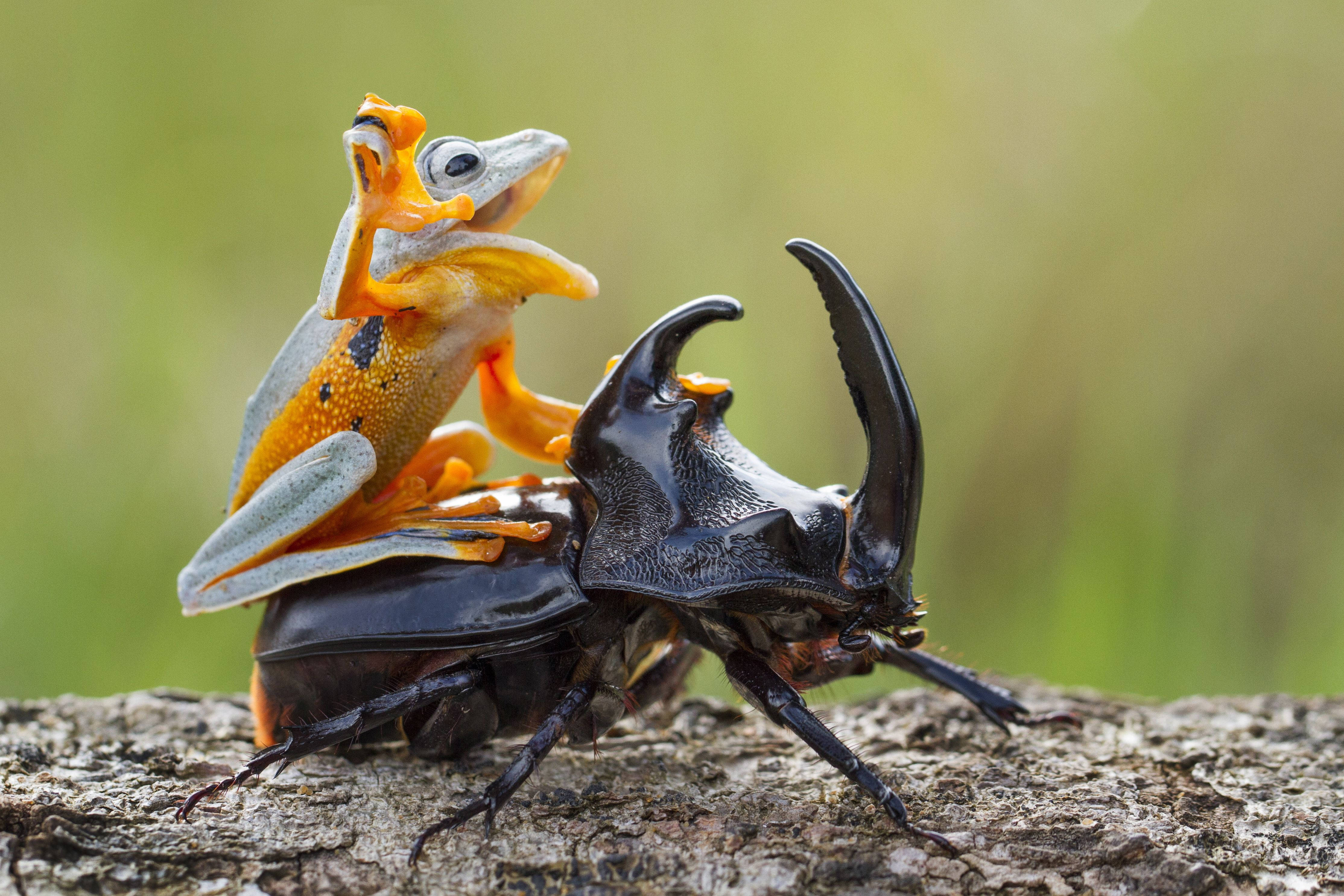 Frog, beetle, orange and gray tree frog, 4K Desktop Wallpaper