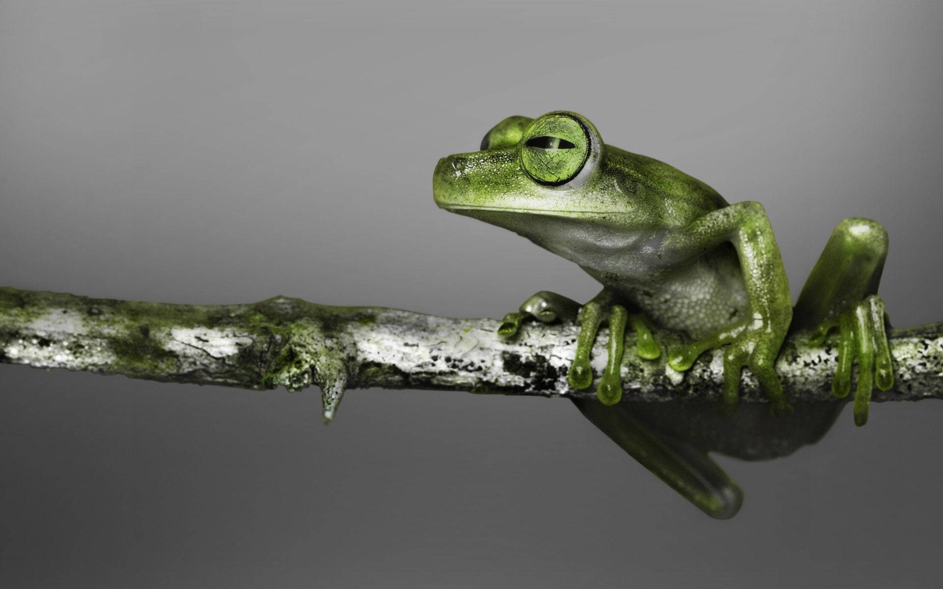 green frog, tree frog, mossy branch, Full HD Desktop Wallpaper