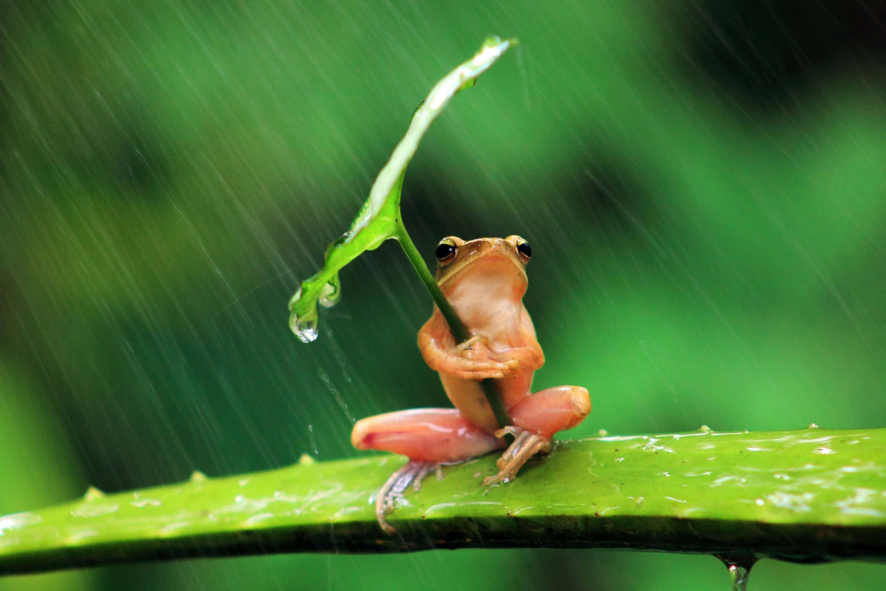 Frog, rainstorm, orange frog, 2K Desktop Wallpaper
