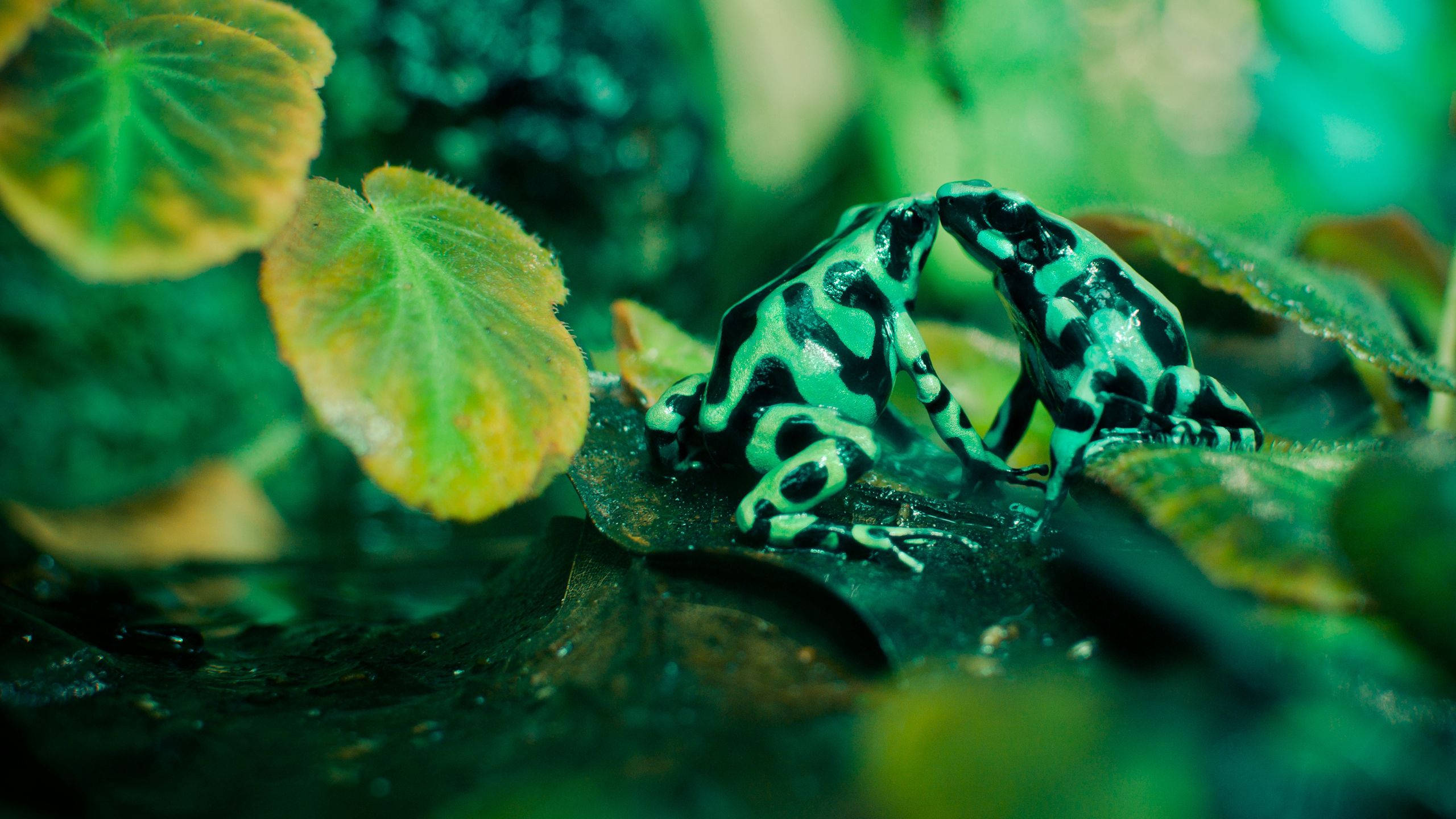 poison dart frogs, vibrant green, black, 2K Desktop Wallpaper