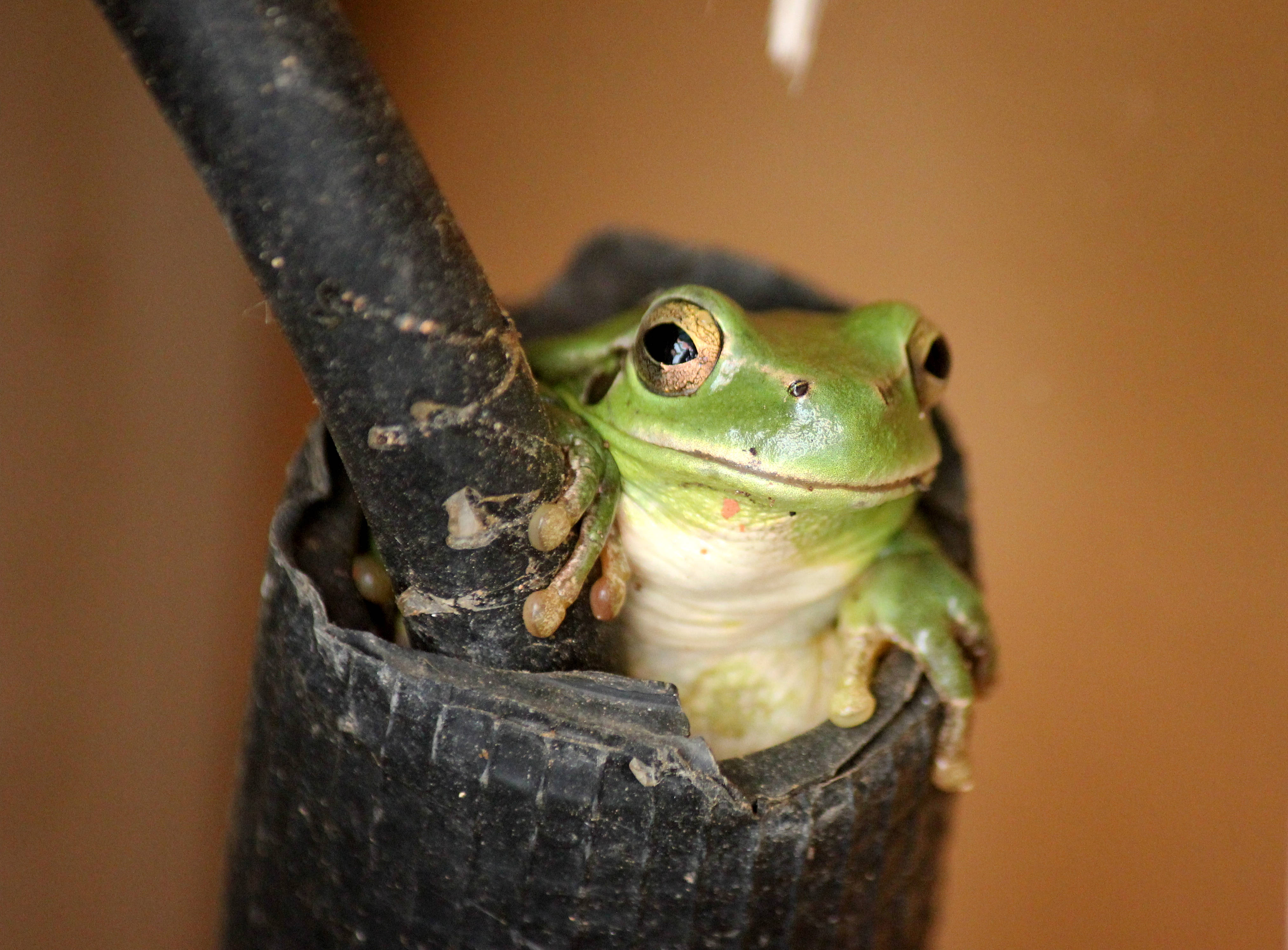 frog, black plastic pot, bright green tree frog, 4K Desktop Wallpaper
