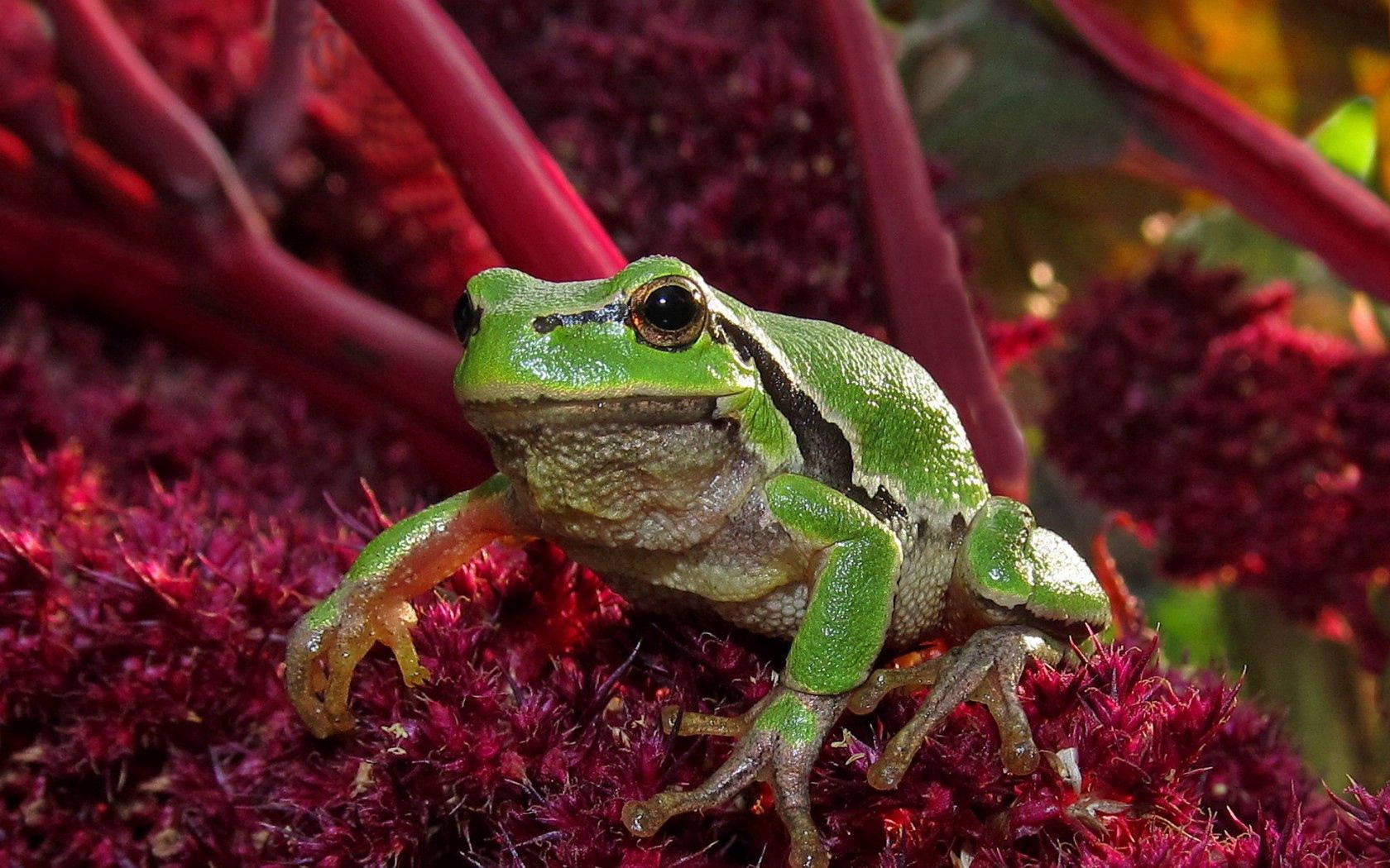 green frog, pink plant, vibrant green tree frog, HD Desktop Wallpaper