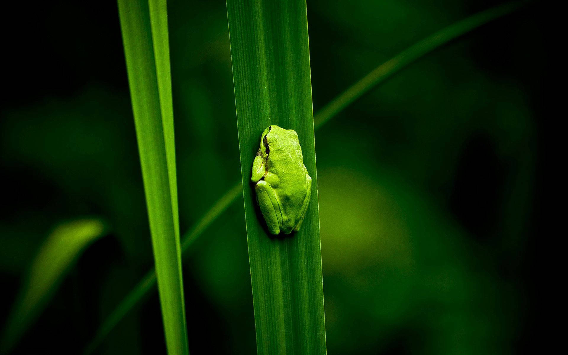 Frog, green tree frog, vertical blade of grass, Full HD Desktop Wallpaper