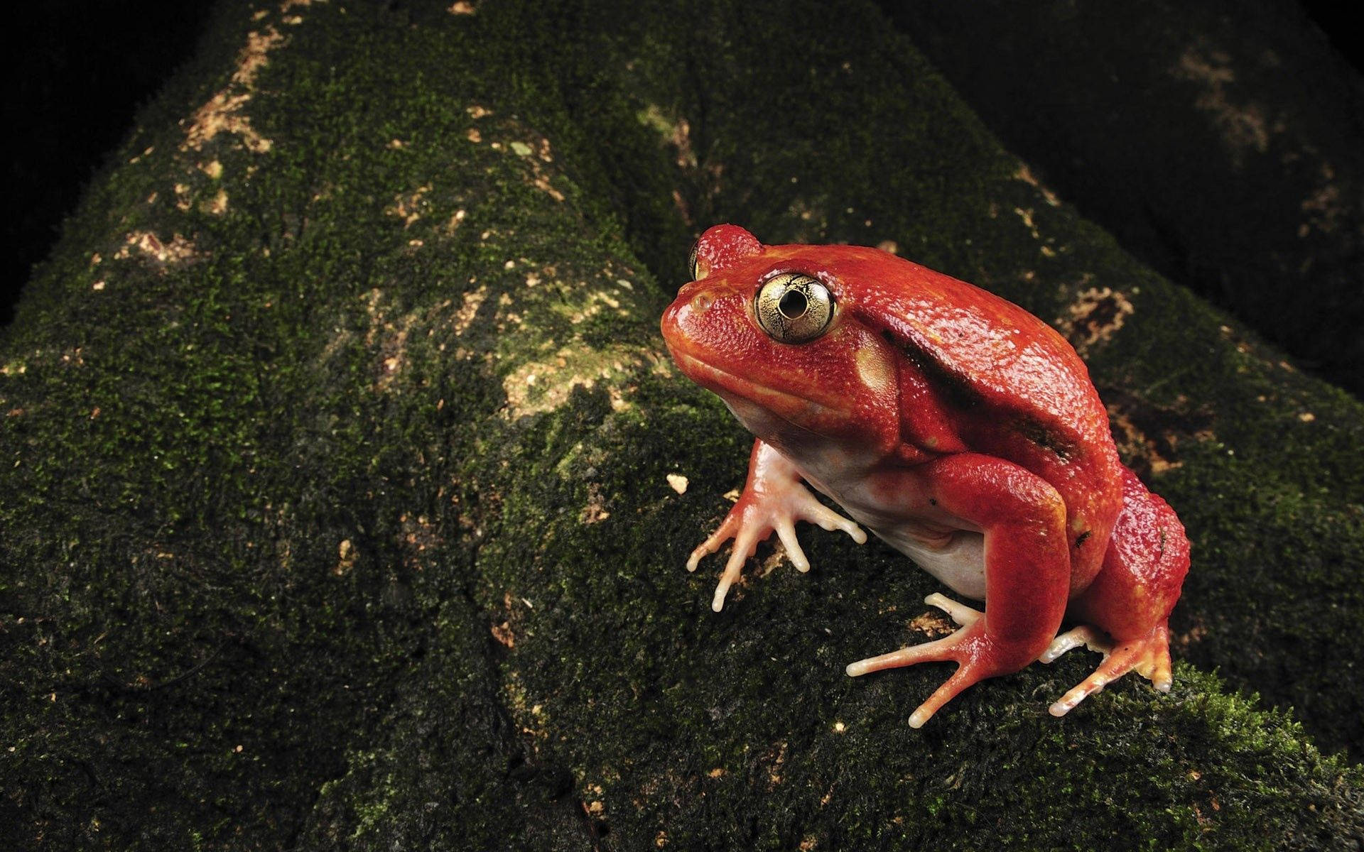 red frog, mossy dark green log, dimly lit forest, Full HD Desktop Wallpaper