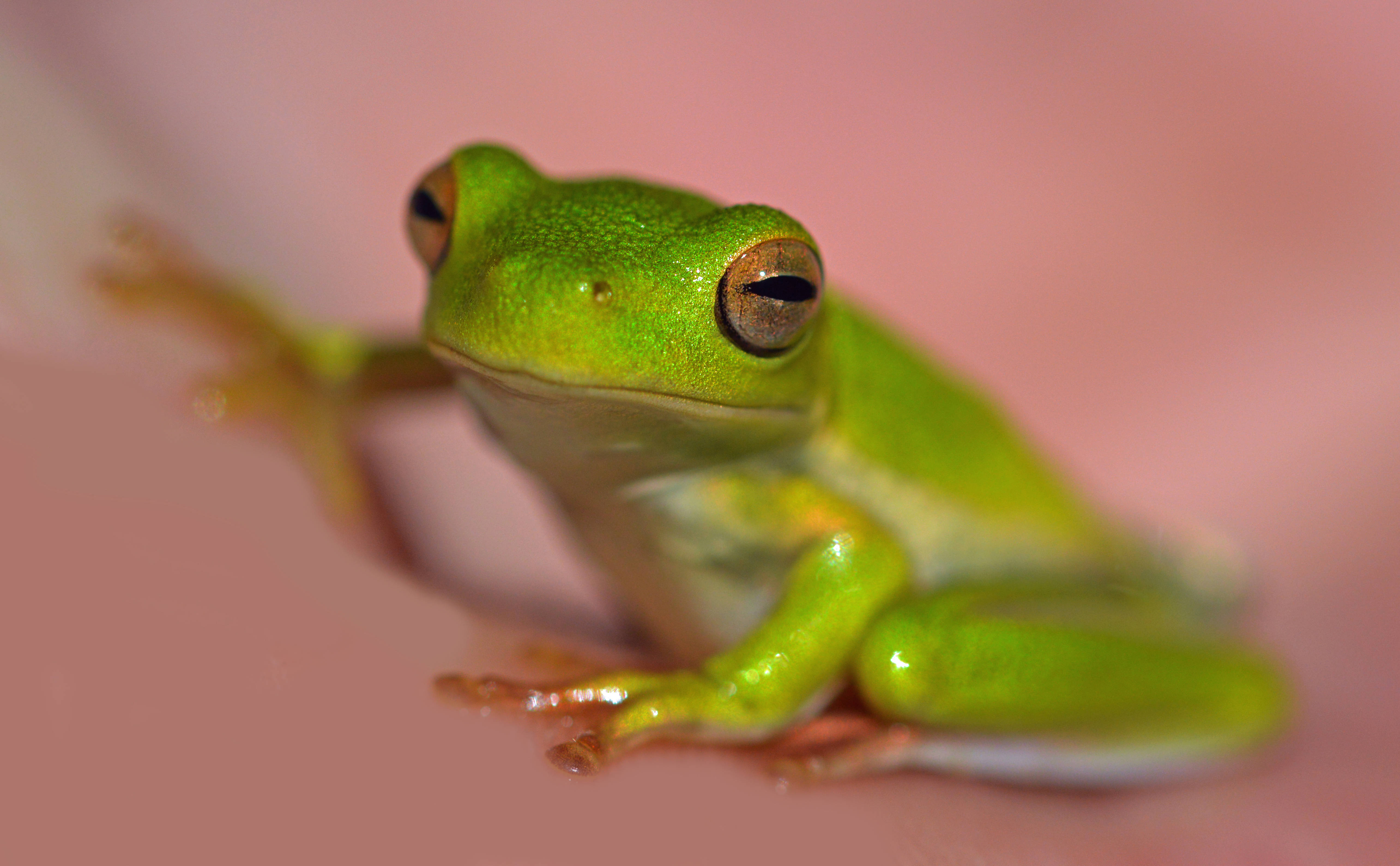 green frog, pink surface, golden eyes, 5K Desktop Wallpaper
